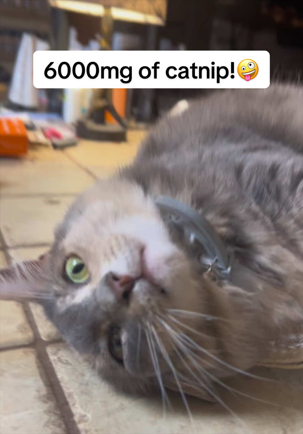 @presleythetuxie