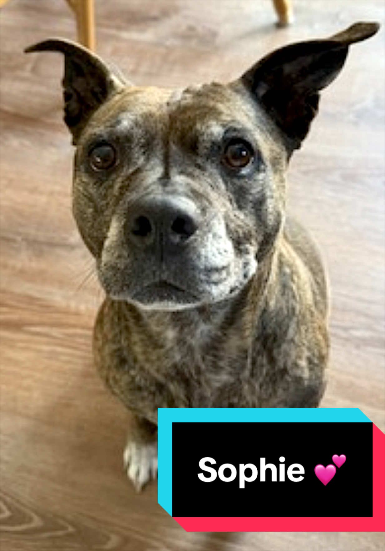 @Joyful Pets