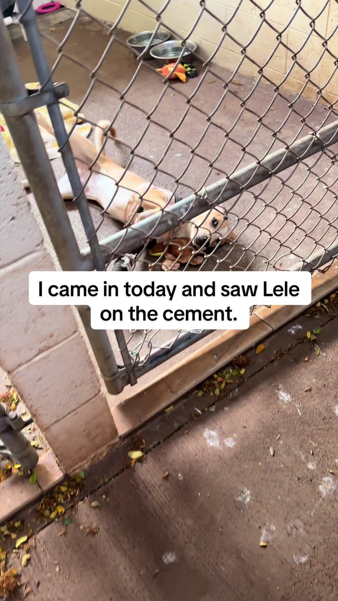 @Cassondra | Maui Shelter Dogs