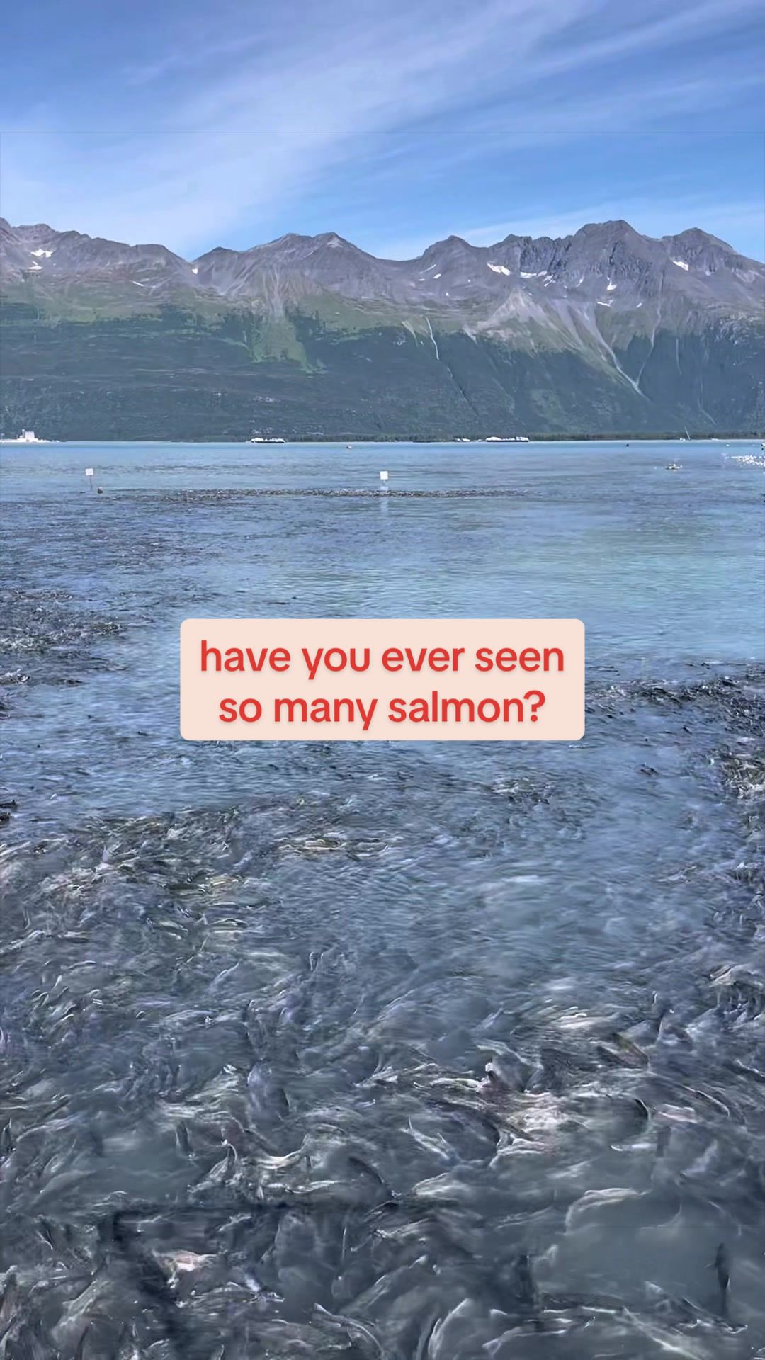 @shell sea