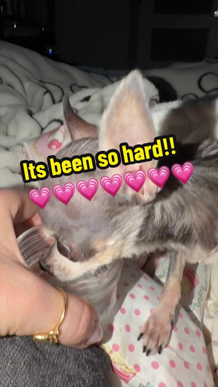 @Tinytiffytheteacupchihuahua