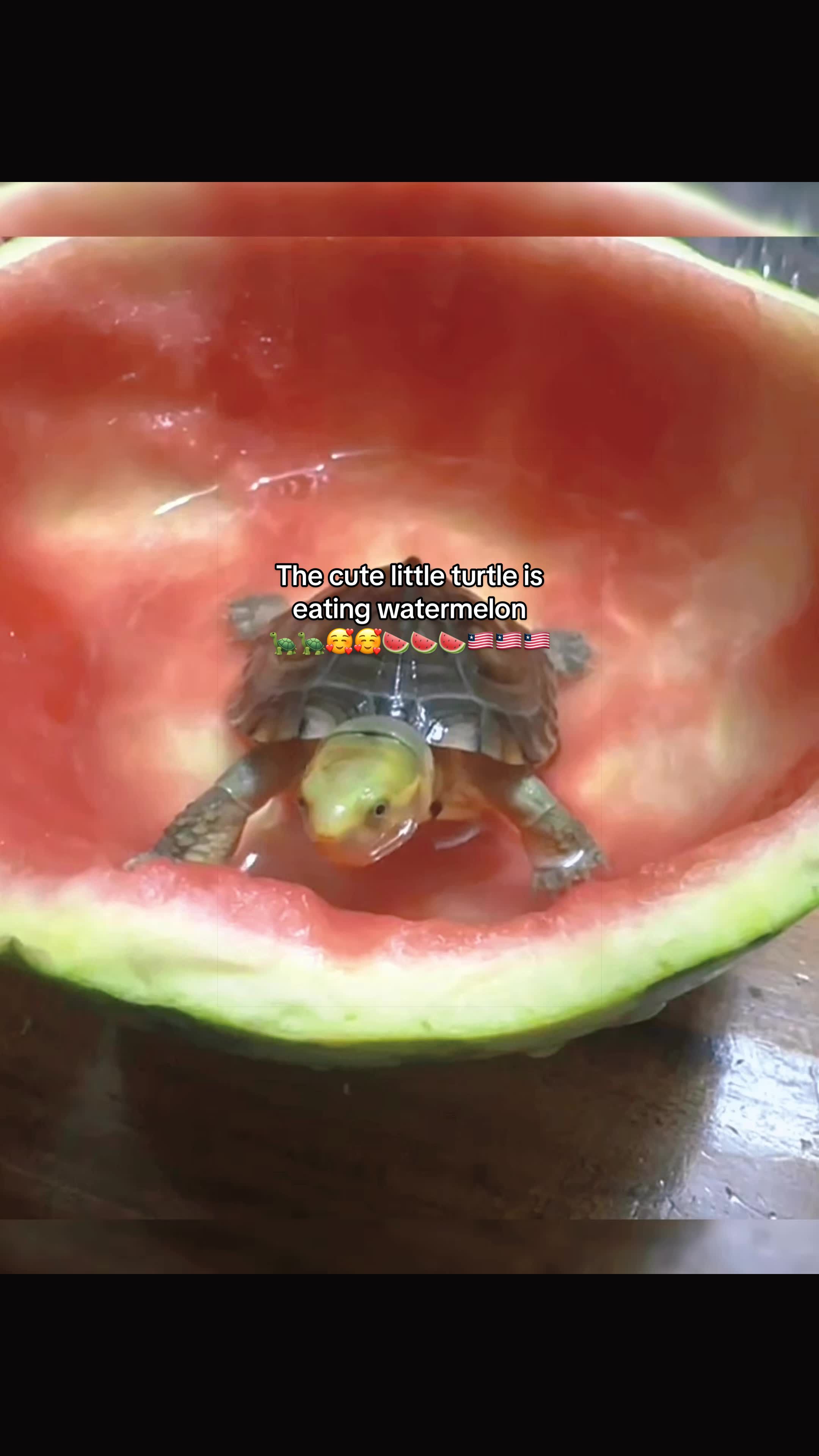 @Mr. Turtle