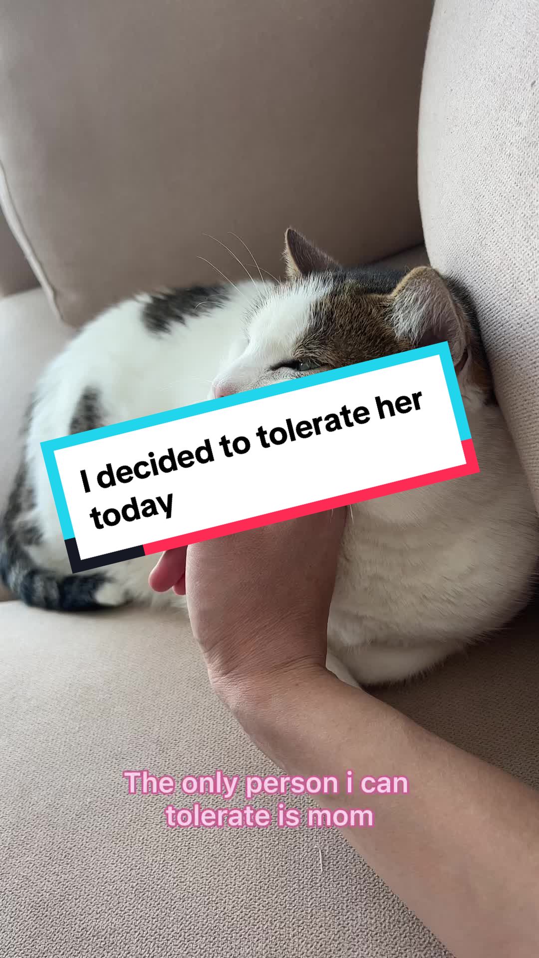 @Pawesome Family