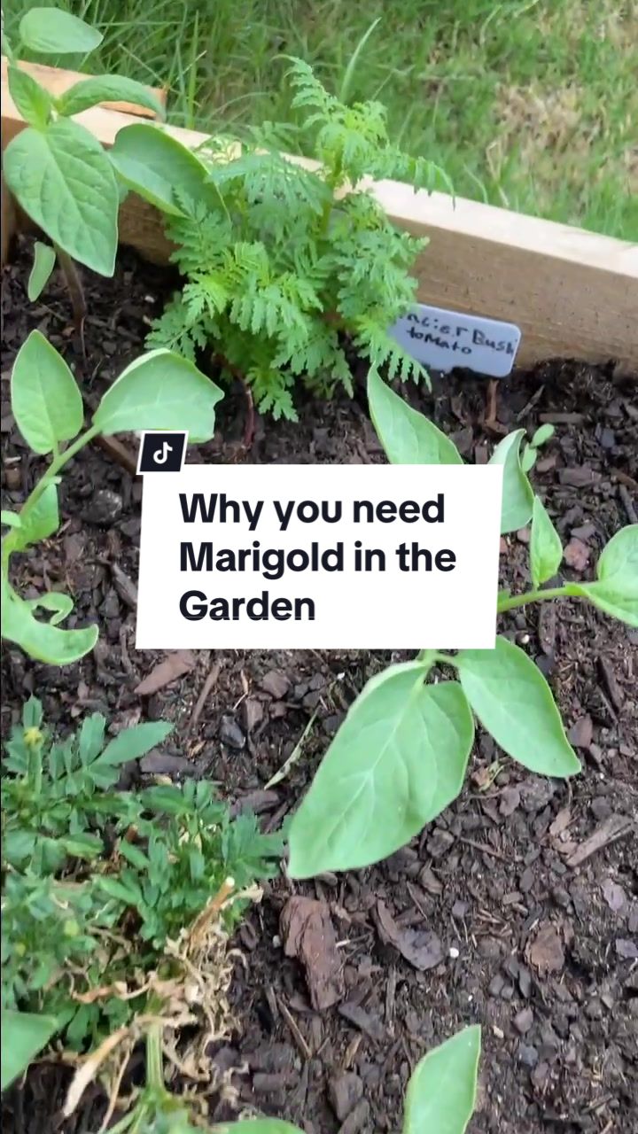 @Aiden&rsquo;sgardening