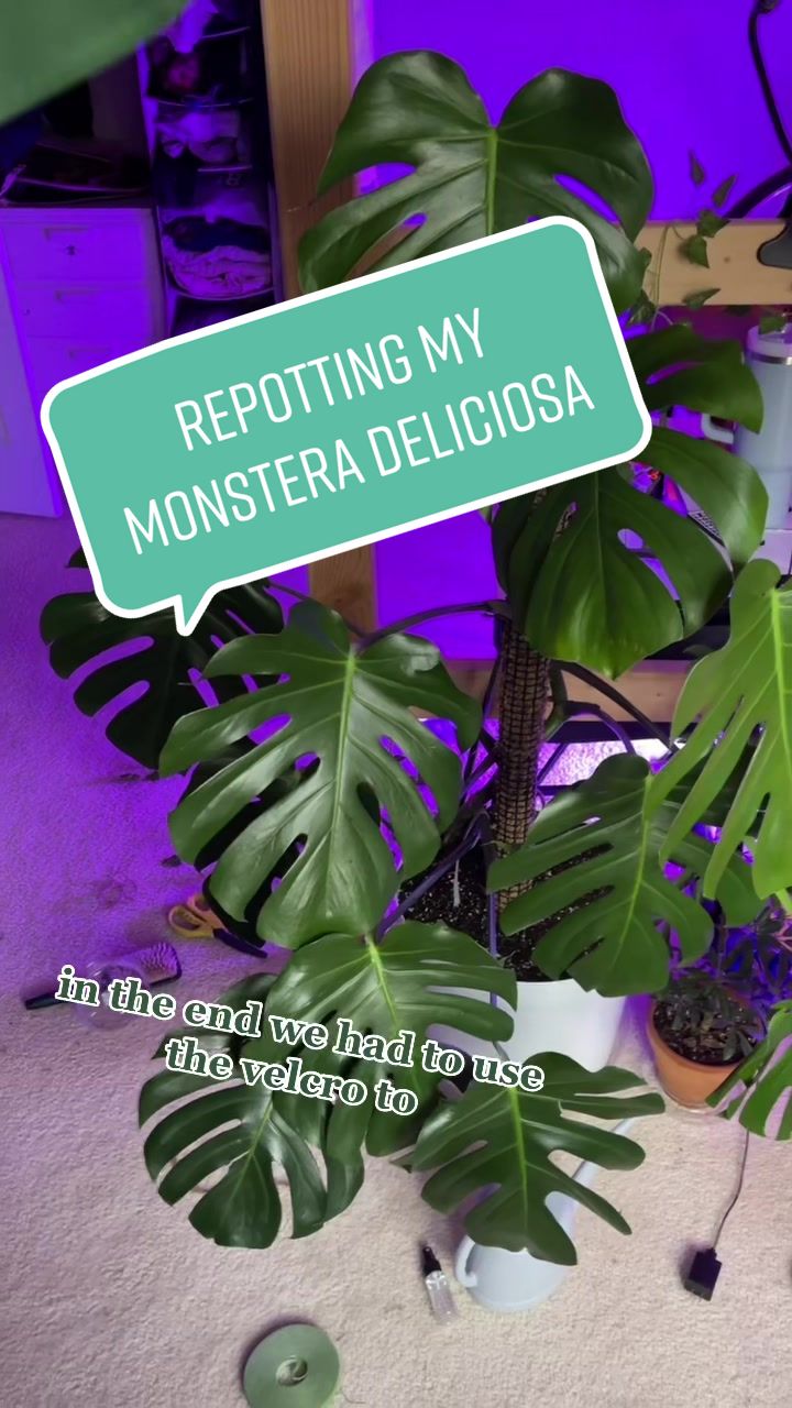 @plants 🌿