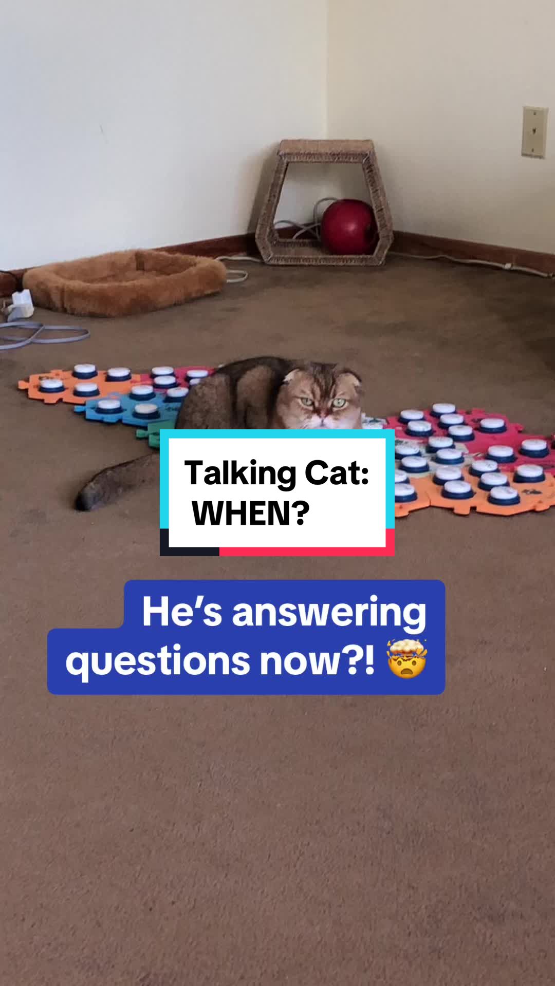 @Puffindoestricks
