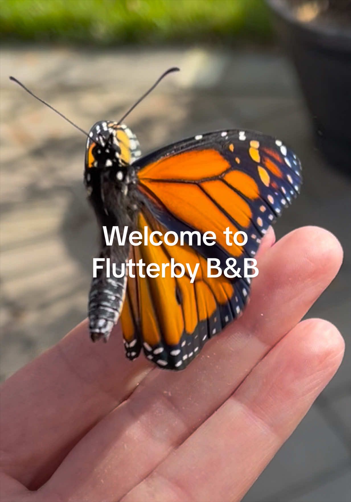 @Flutterby B&B