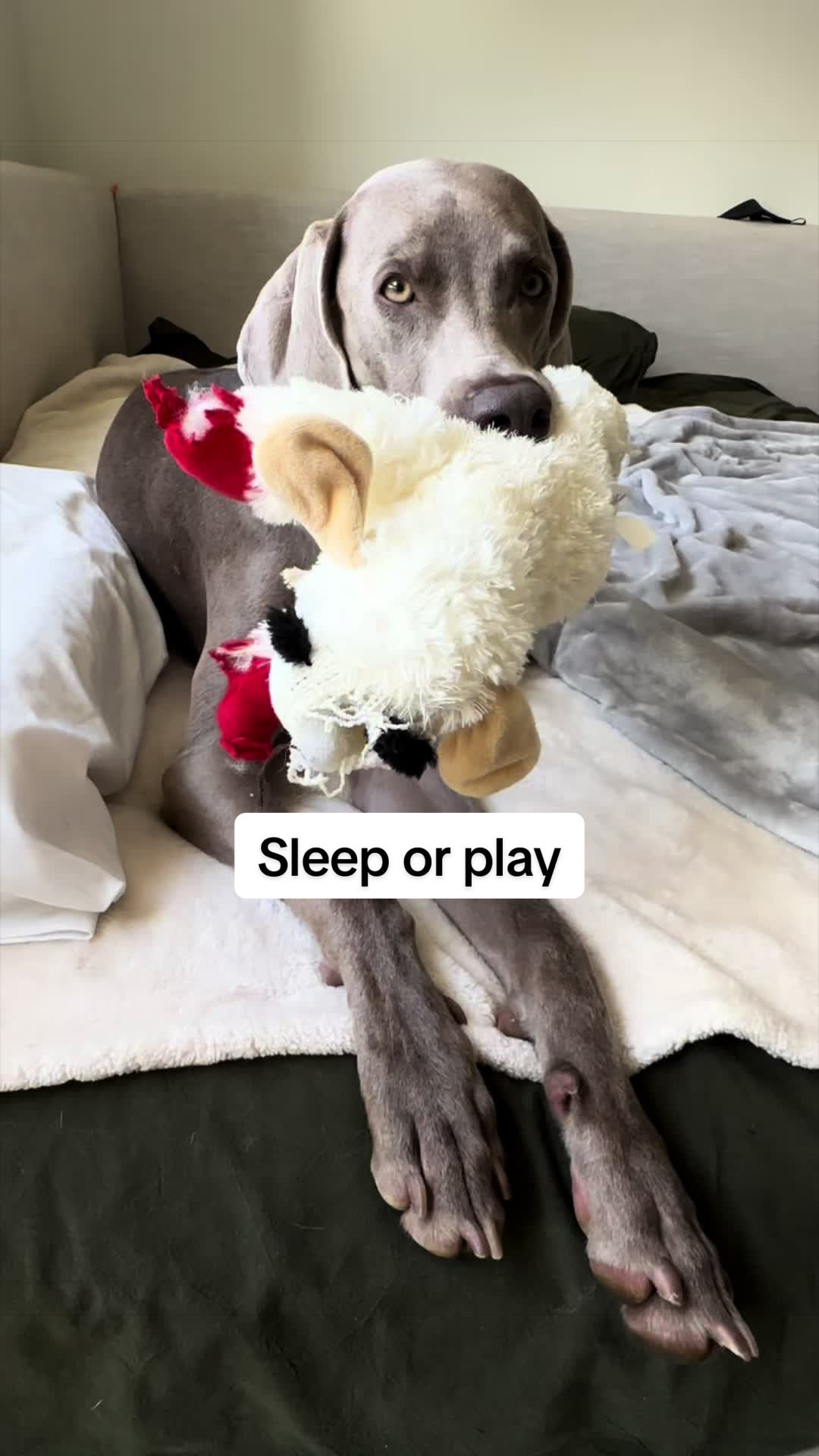 @theweimmoon
