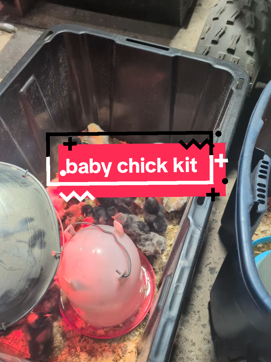 @Chickens & Bullies