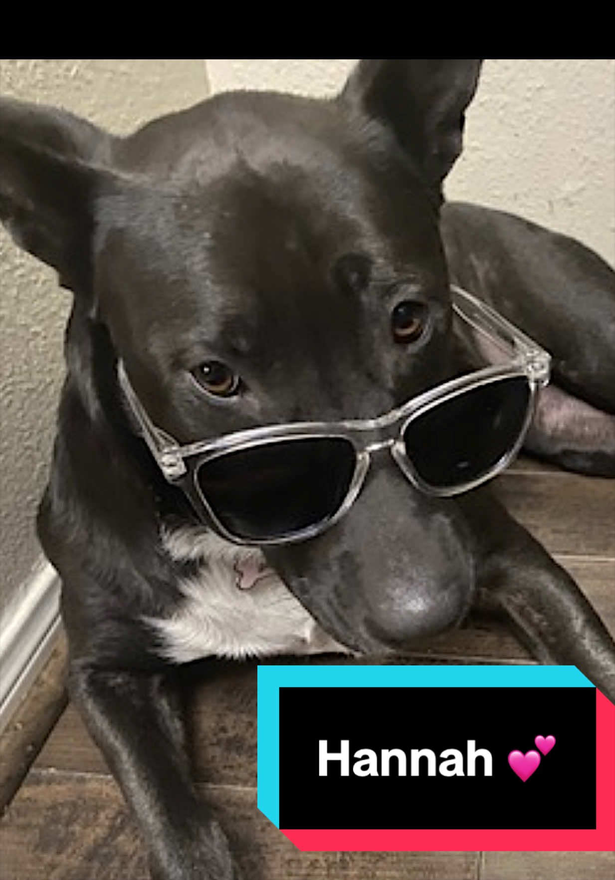 @Joyful Pets