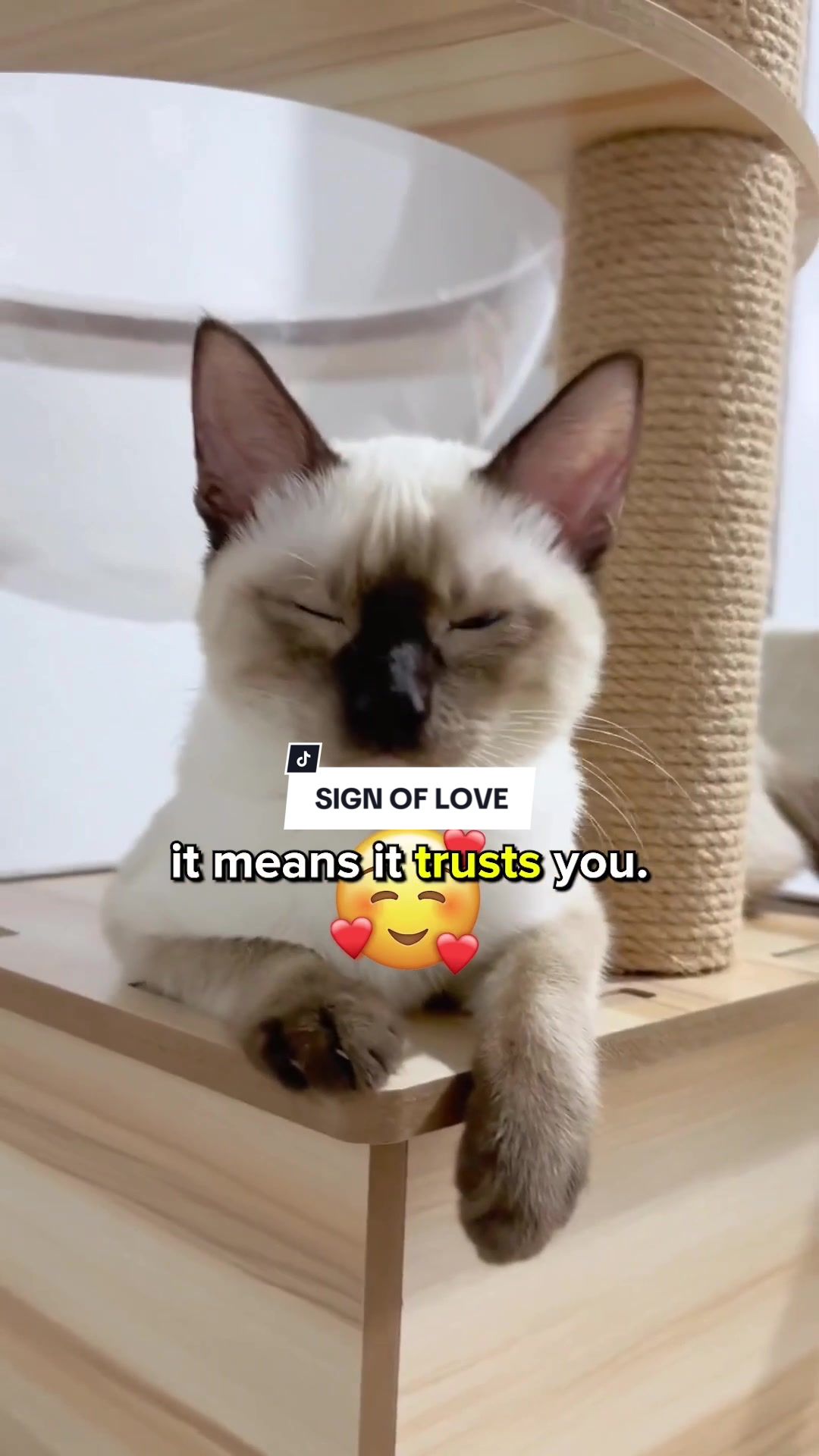 @Cats Paradise 😻