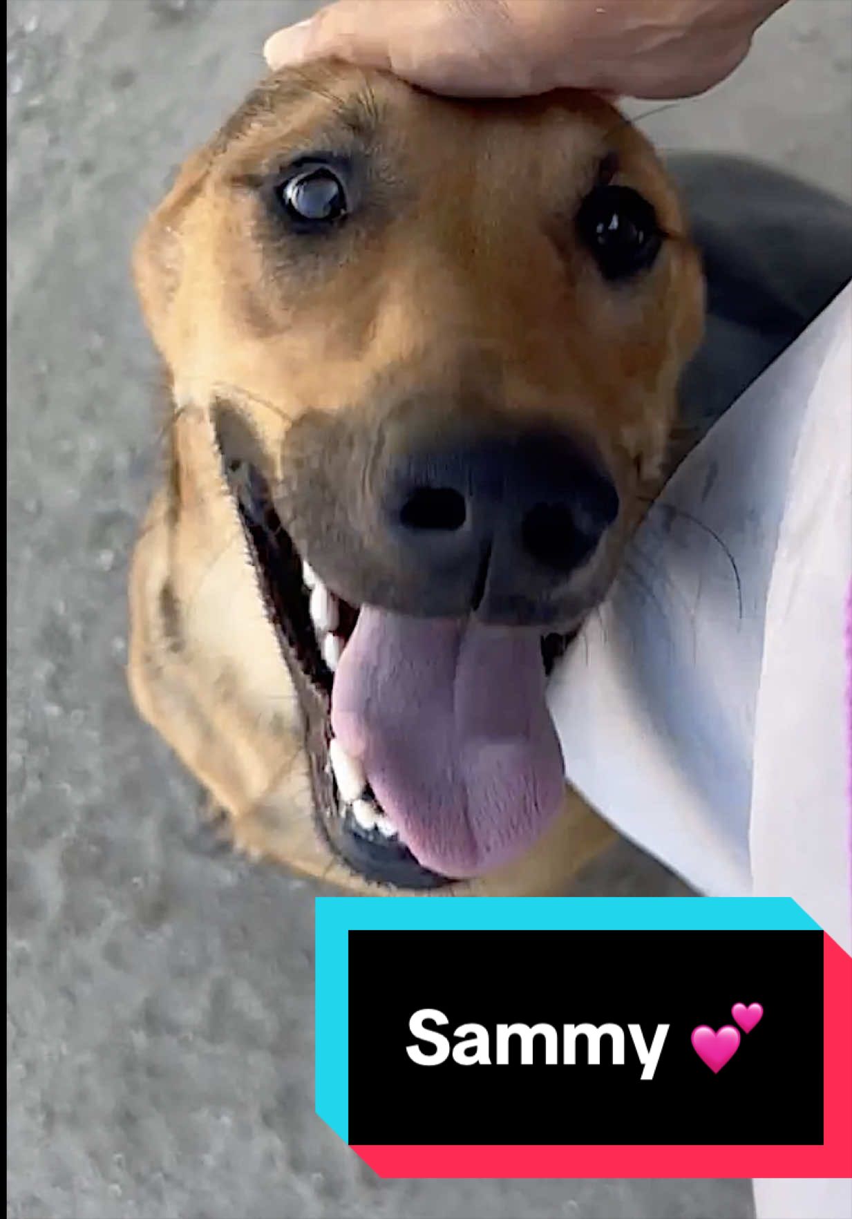@Joyful Pets