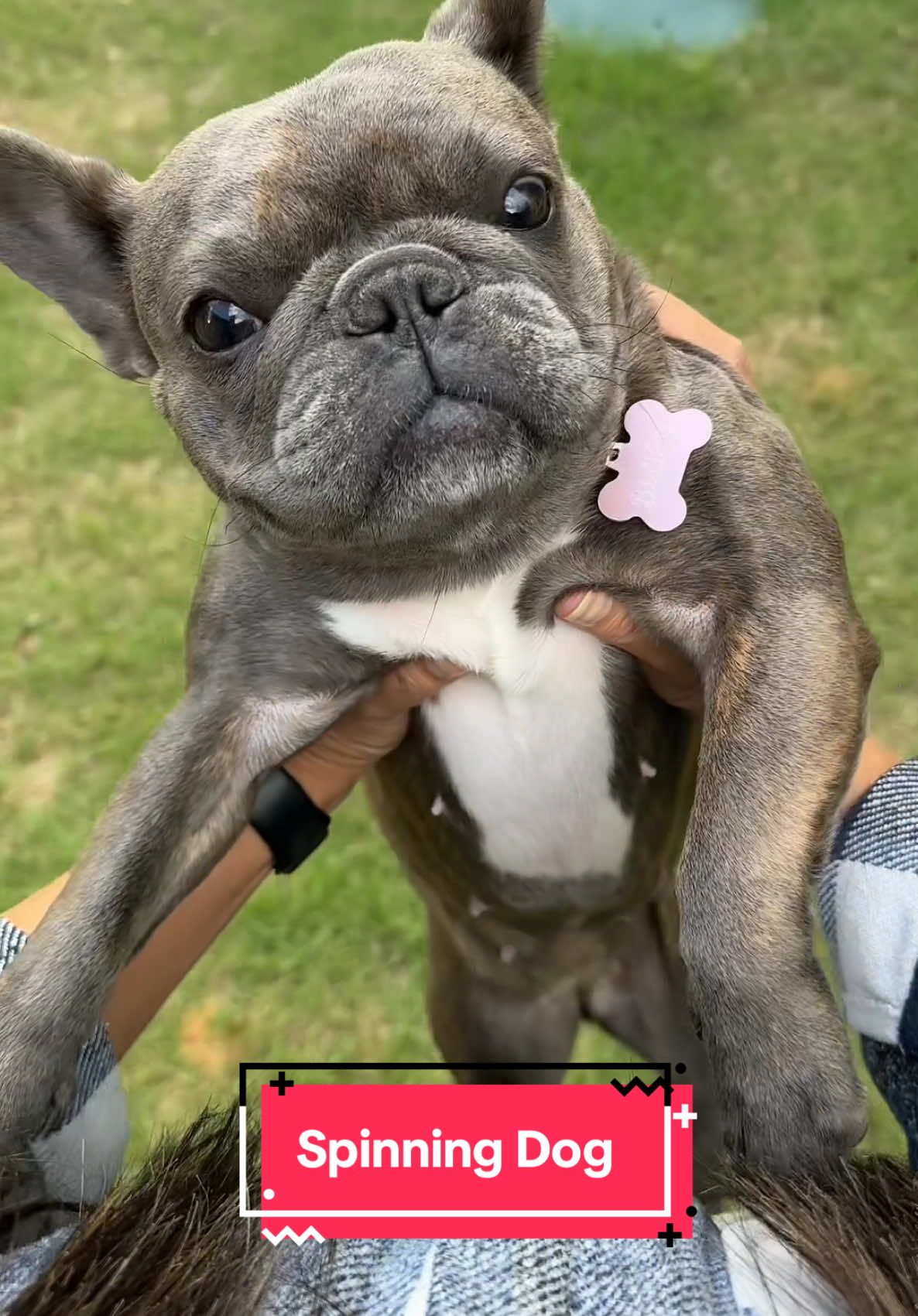 @blueythe405frenchie