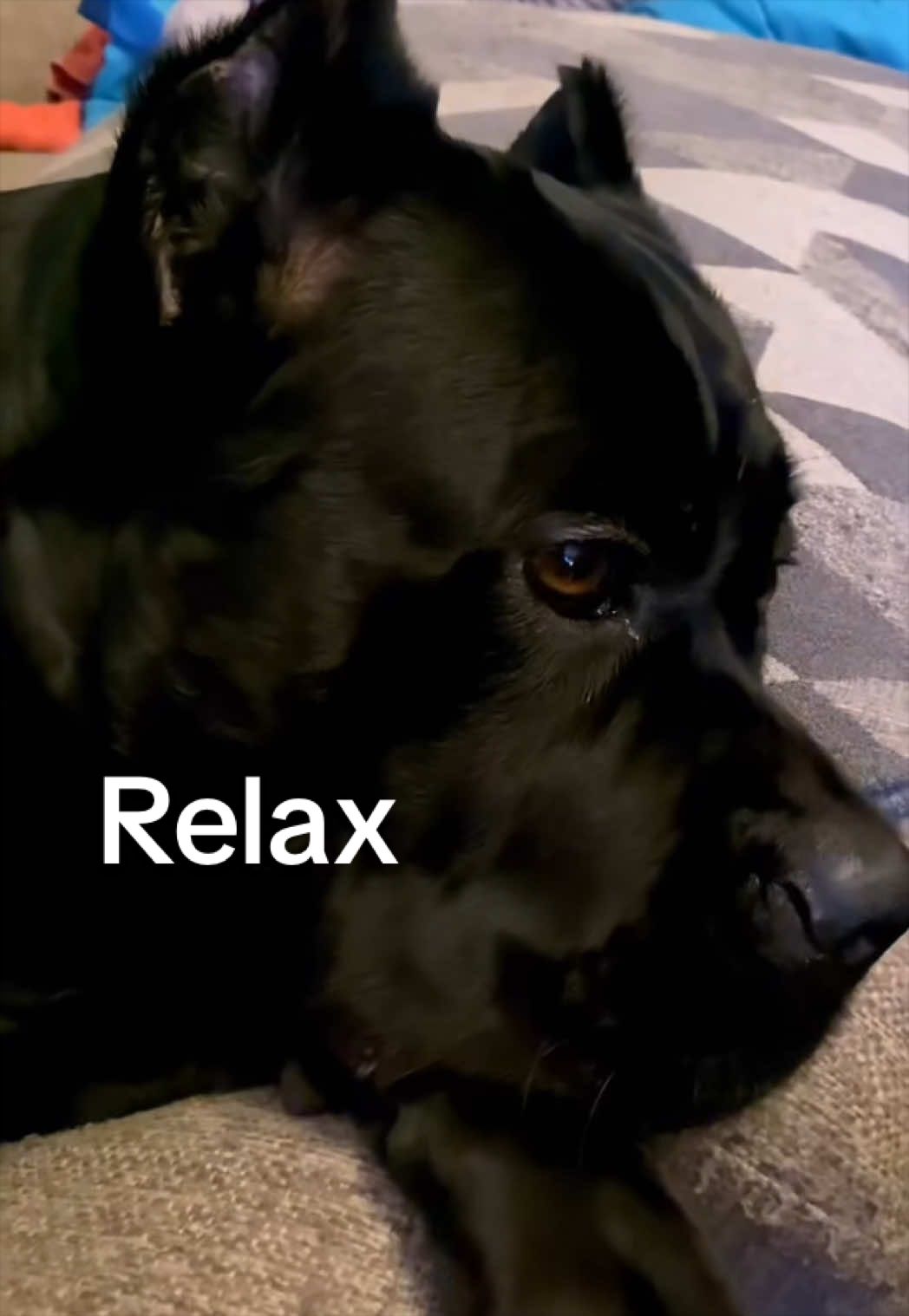 @MyDogMargot