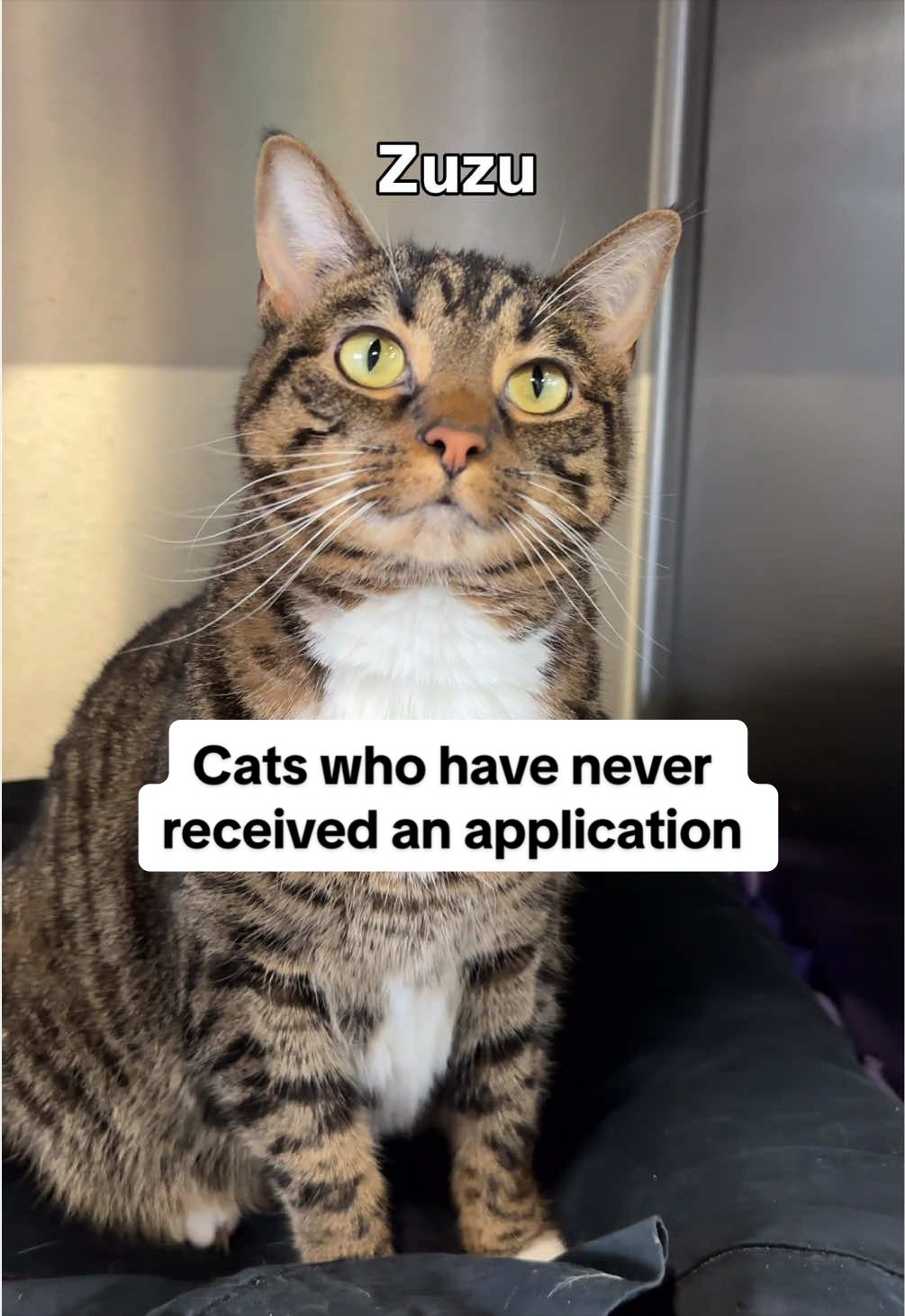 @Paws and Prayers