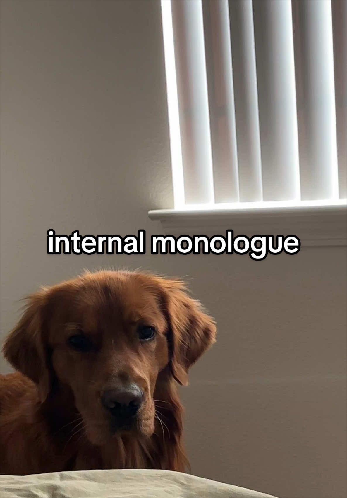 @Winston the Golden Pup 🍯
