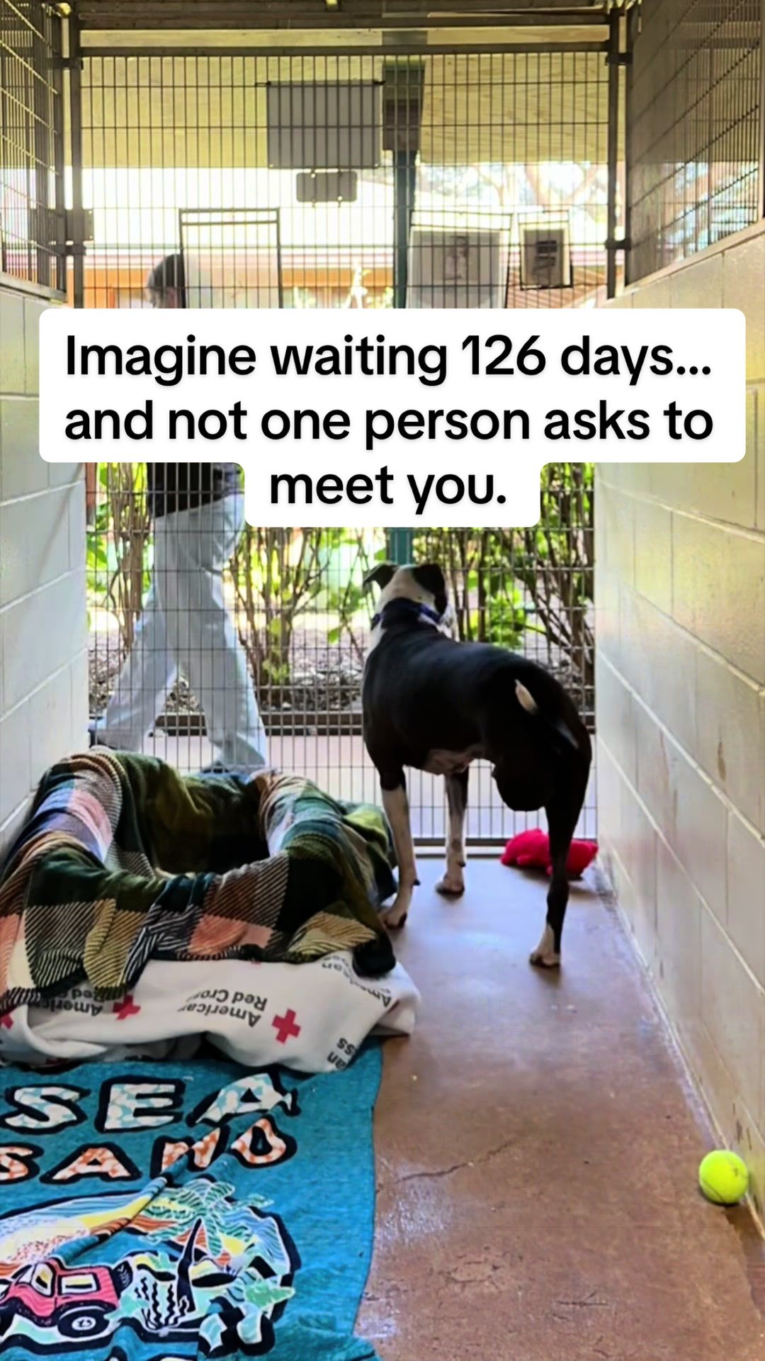 @Cassondra | Maui Shelter Dogs