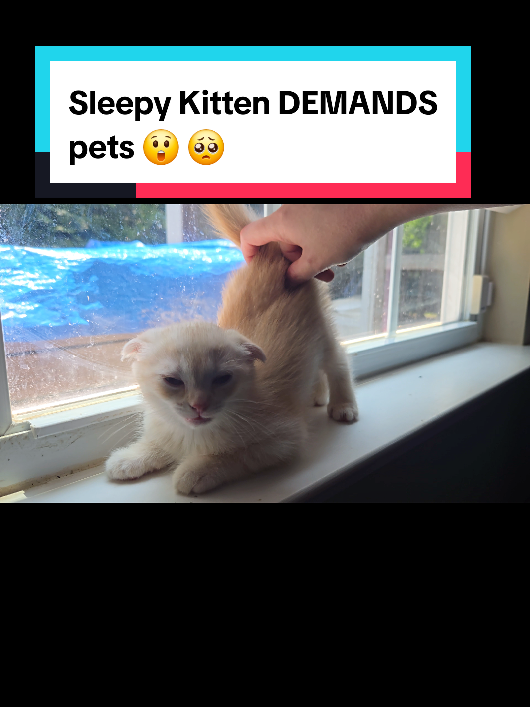 @Brittany Beauties Kittens