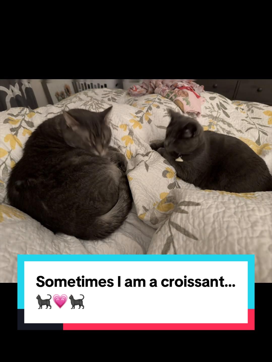 @my2blindcats
