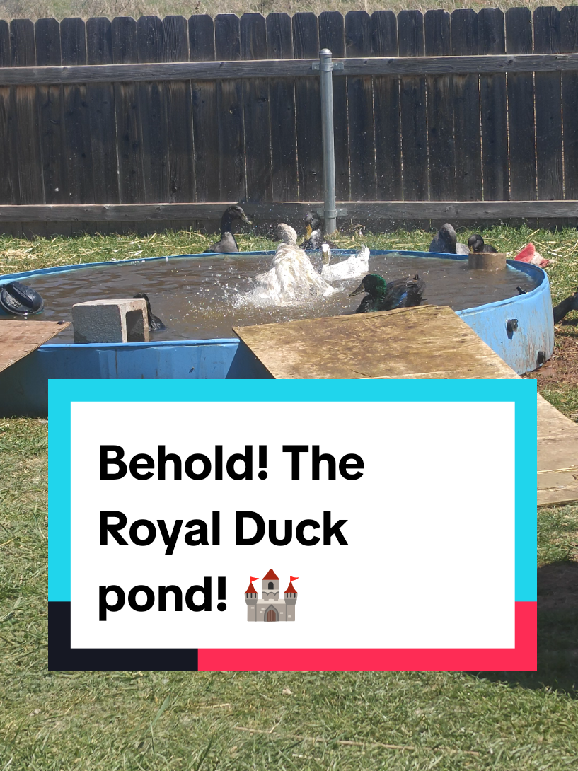 @Peaceful Point Homestead 🦆
