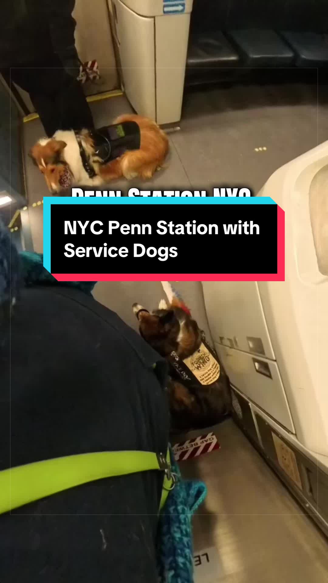 @Dakota & Pups