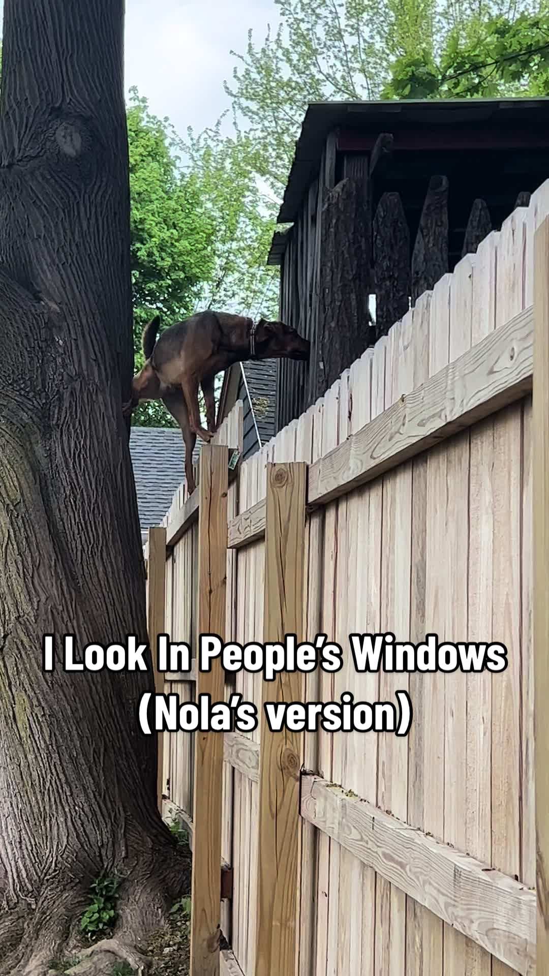 @NoseyNola