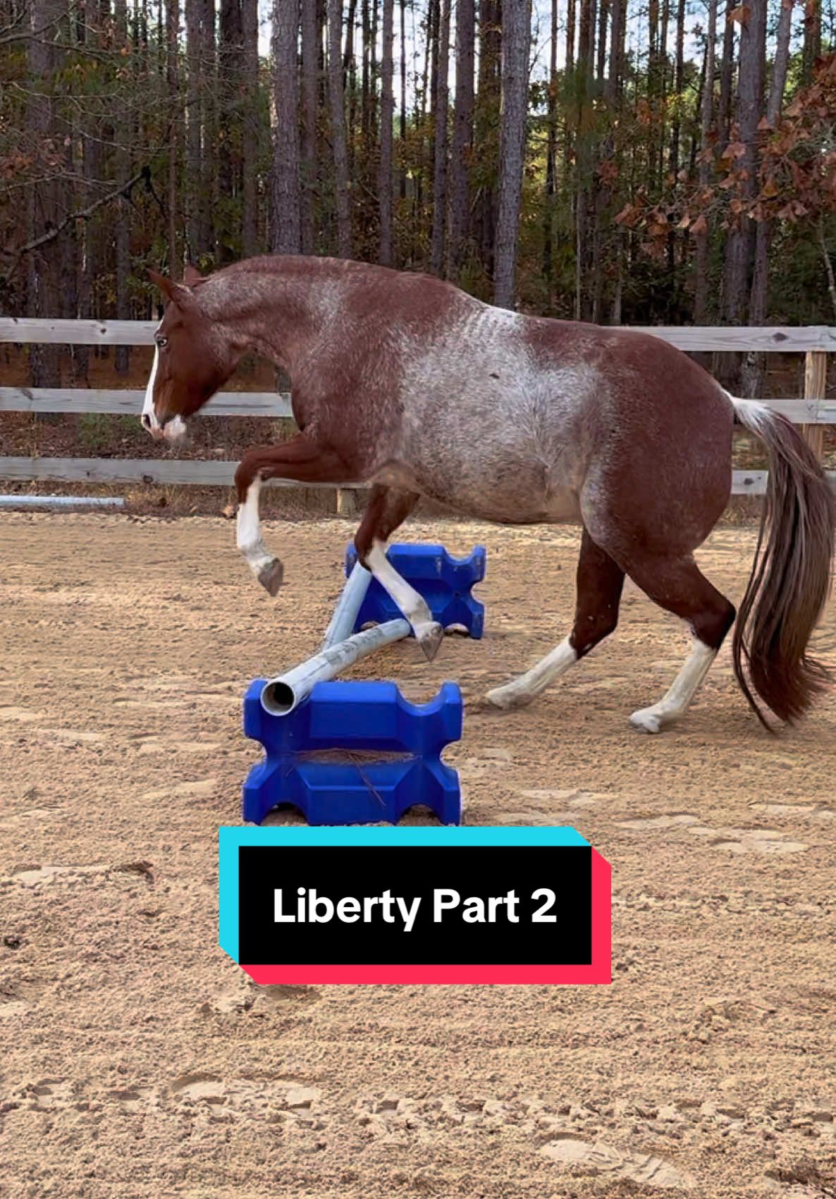@TheSouthernHorsegirl