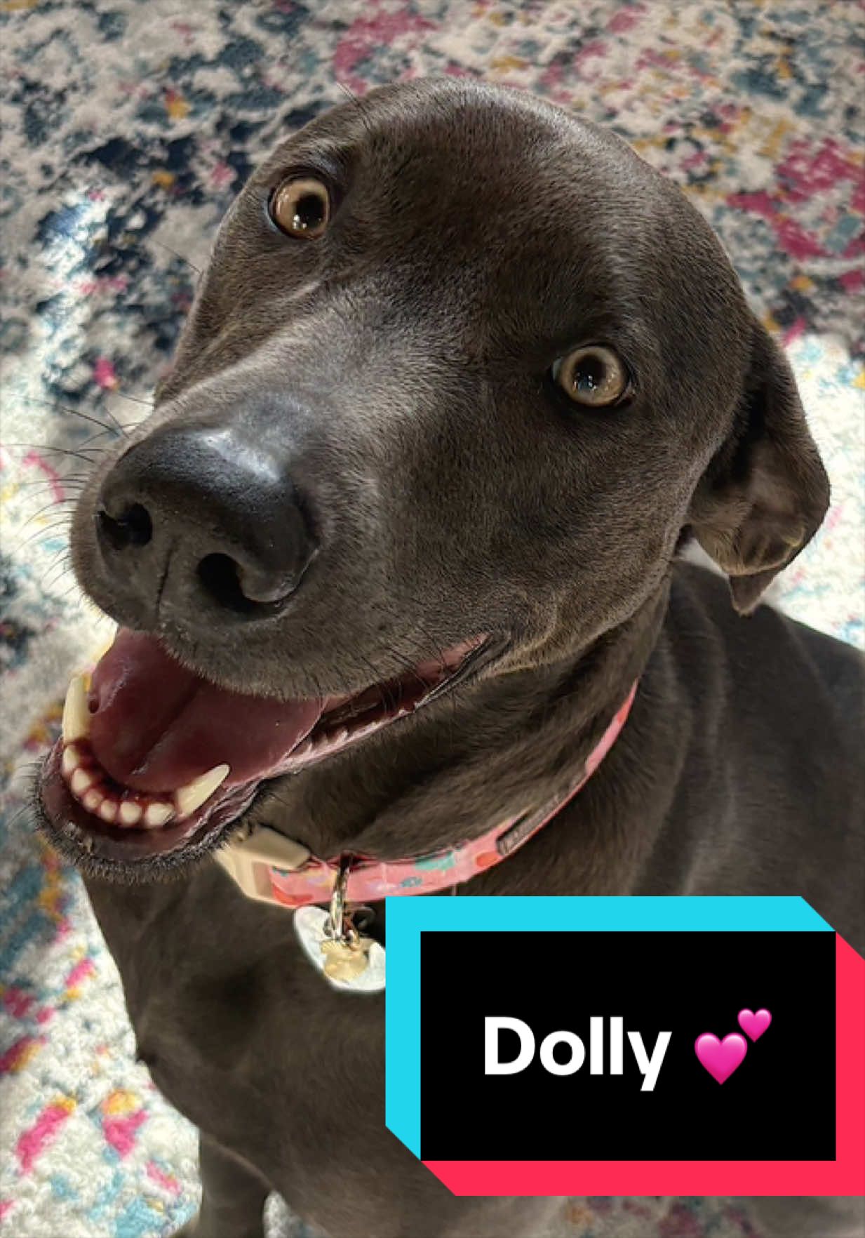 @Joyful Pets