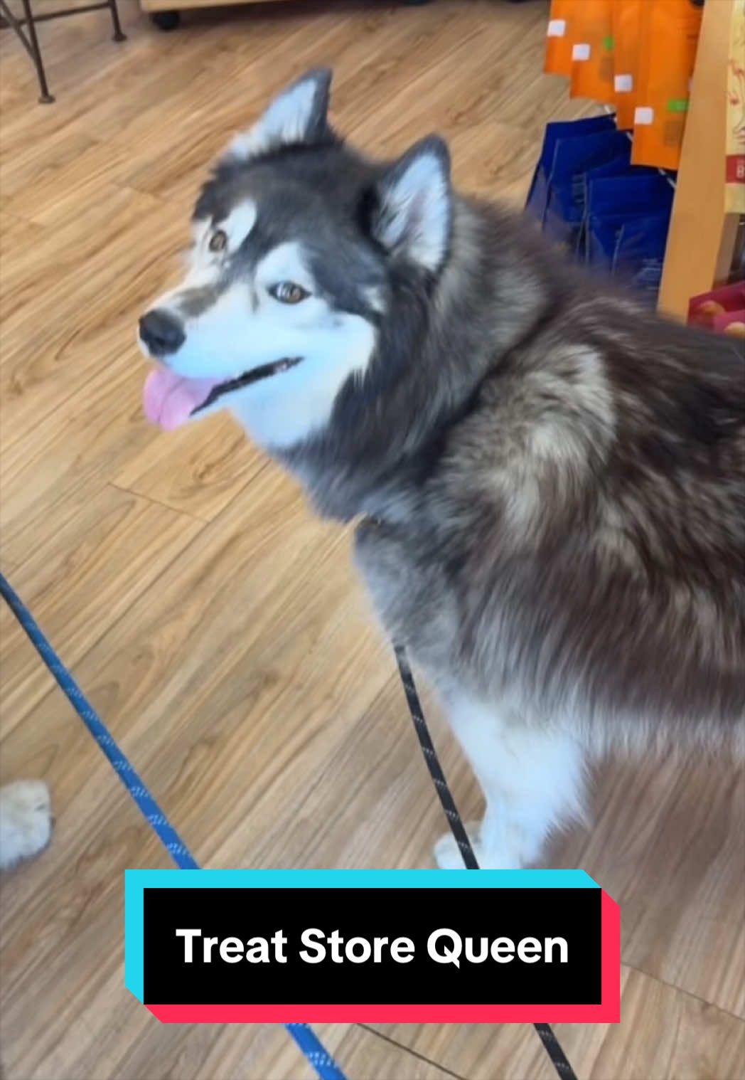 @Siberian Derpskies
