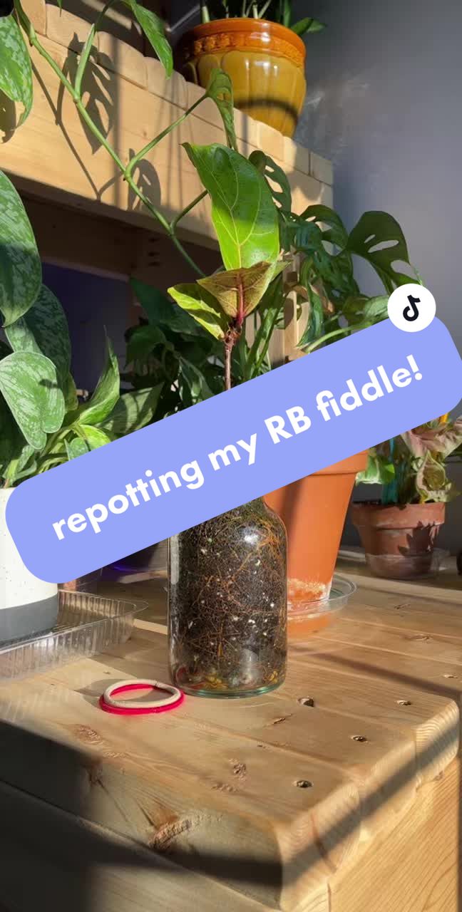 @plants 🌿