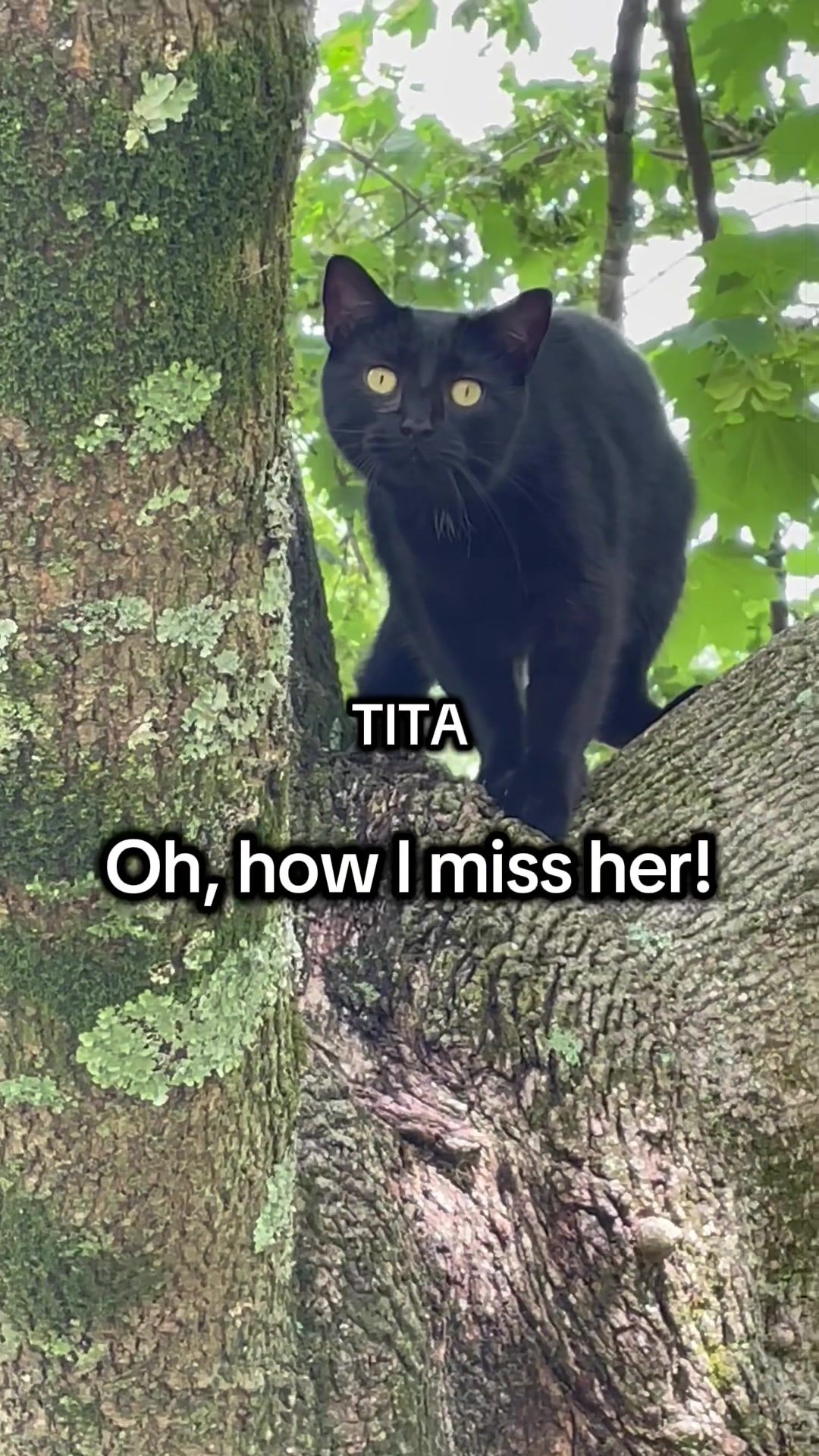 @The Appalachian kitties