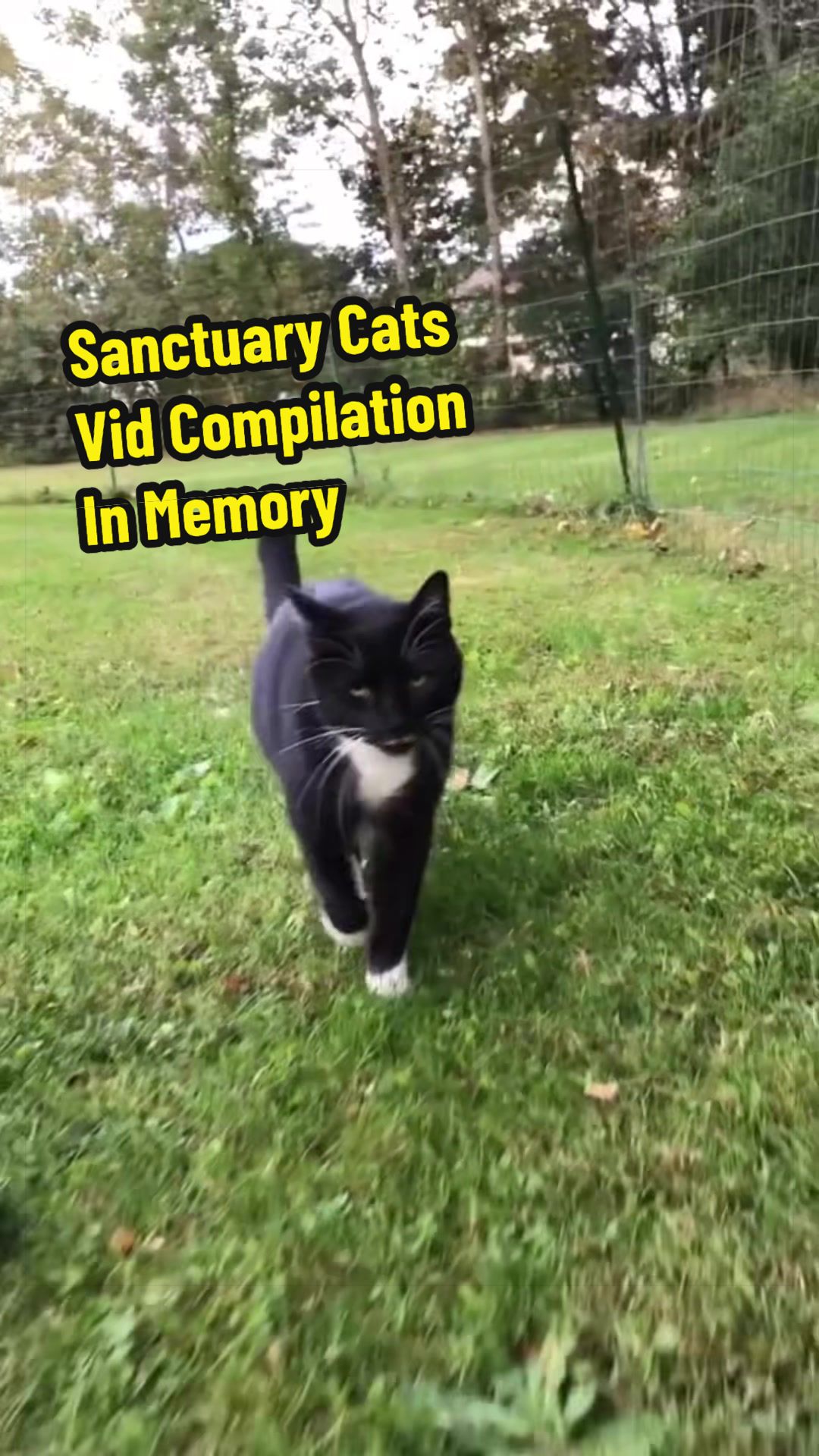 @Are We Home Yet? Cat Sanctuary