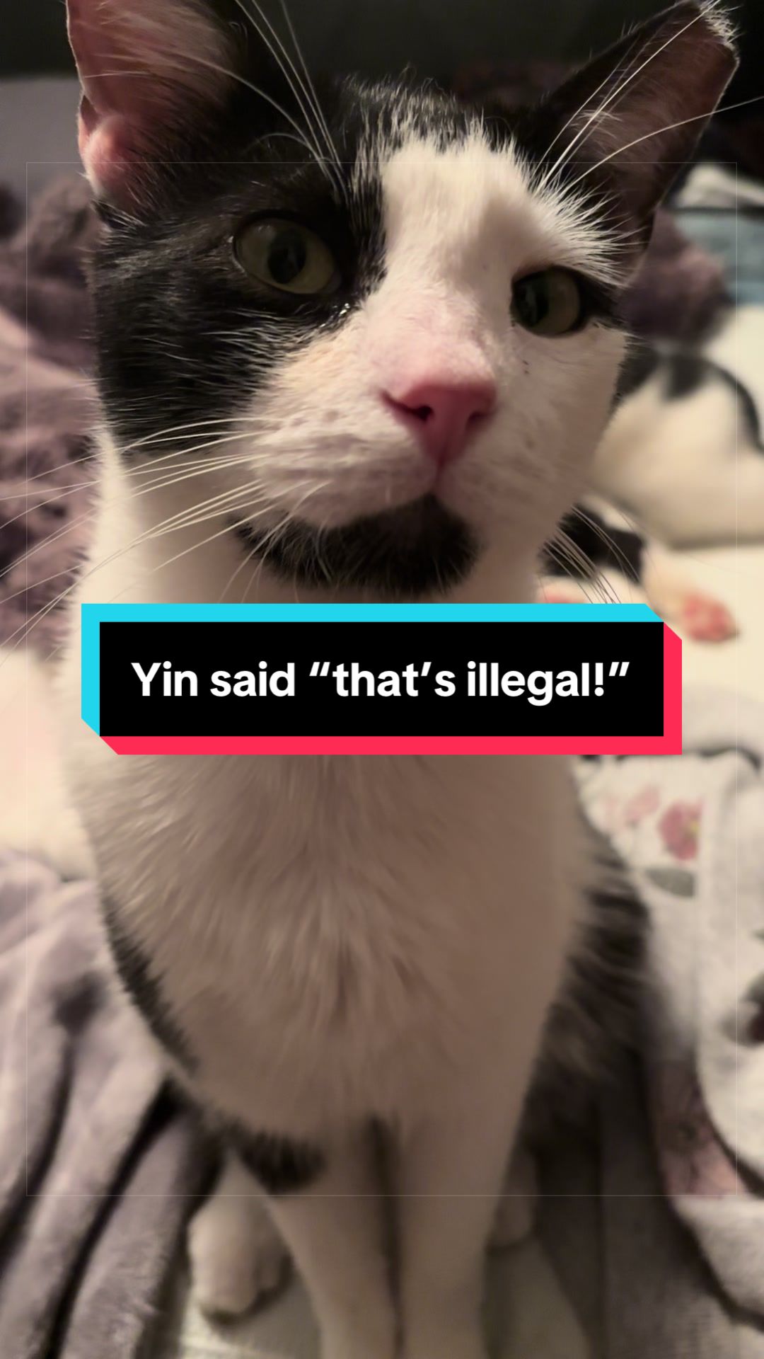 @catlover313official