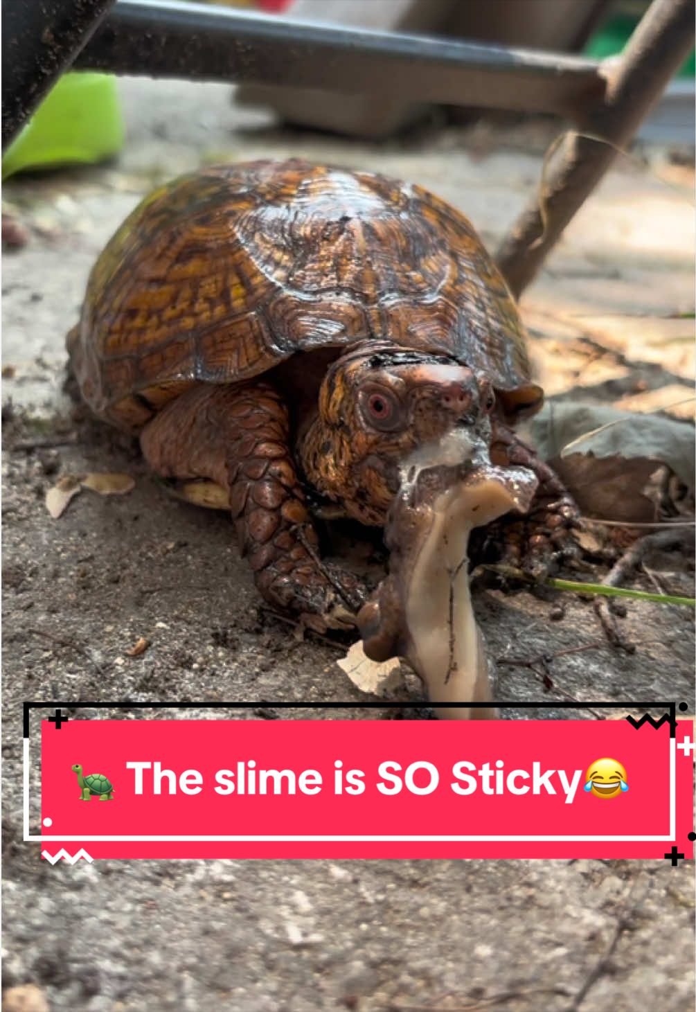 @Eastern Box Turtle