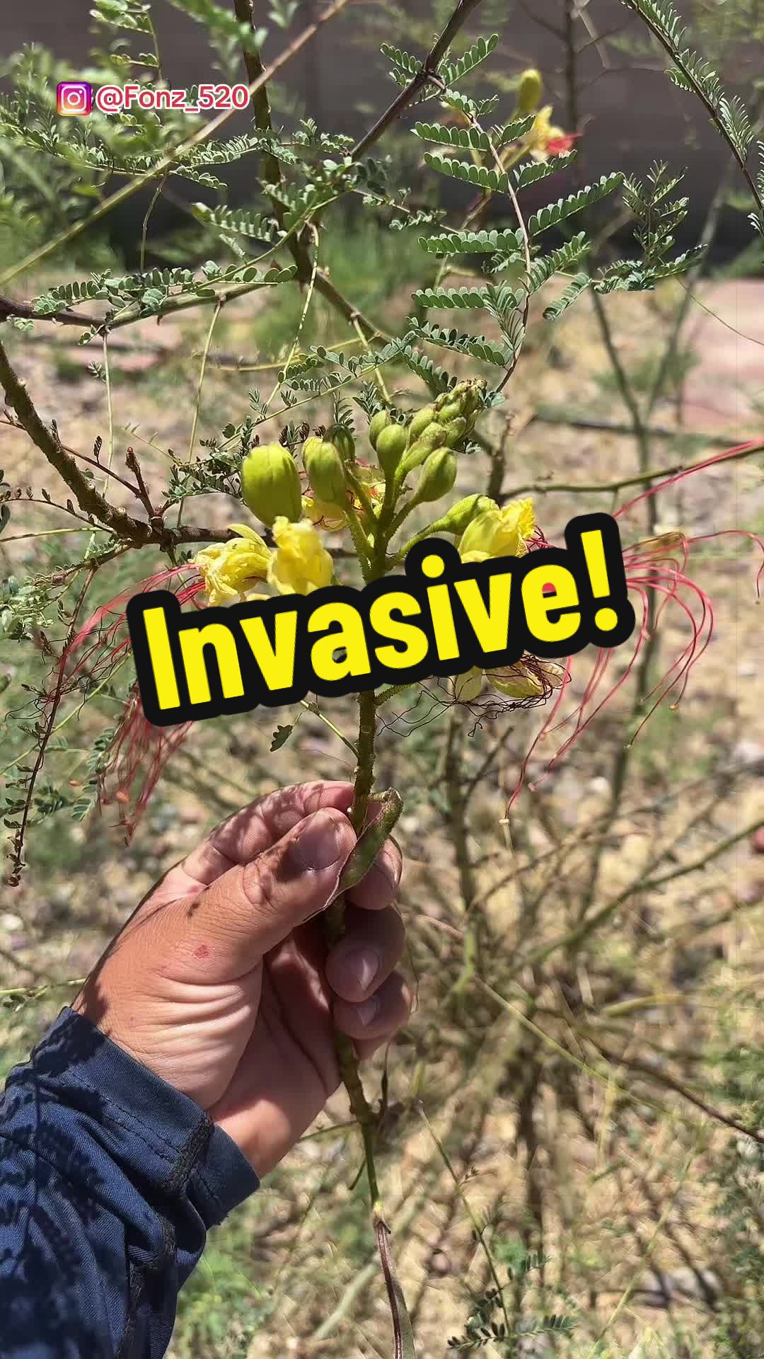 @Fonztradamus