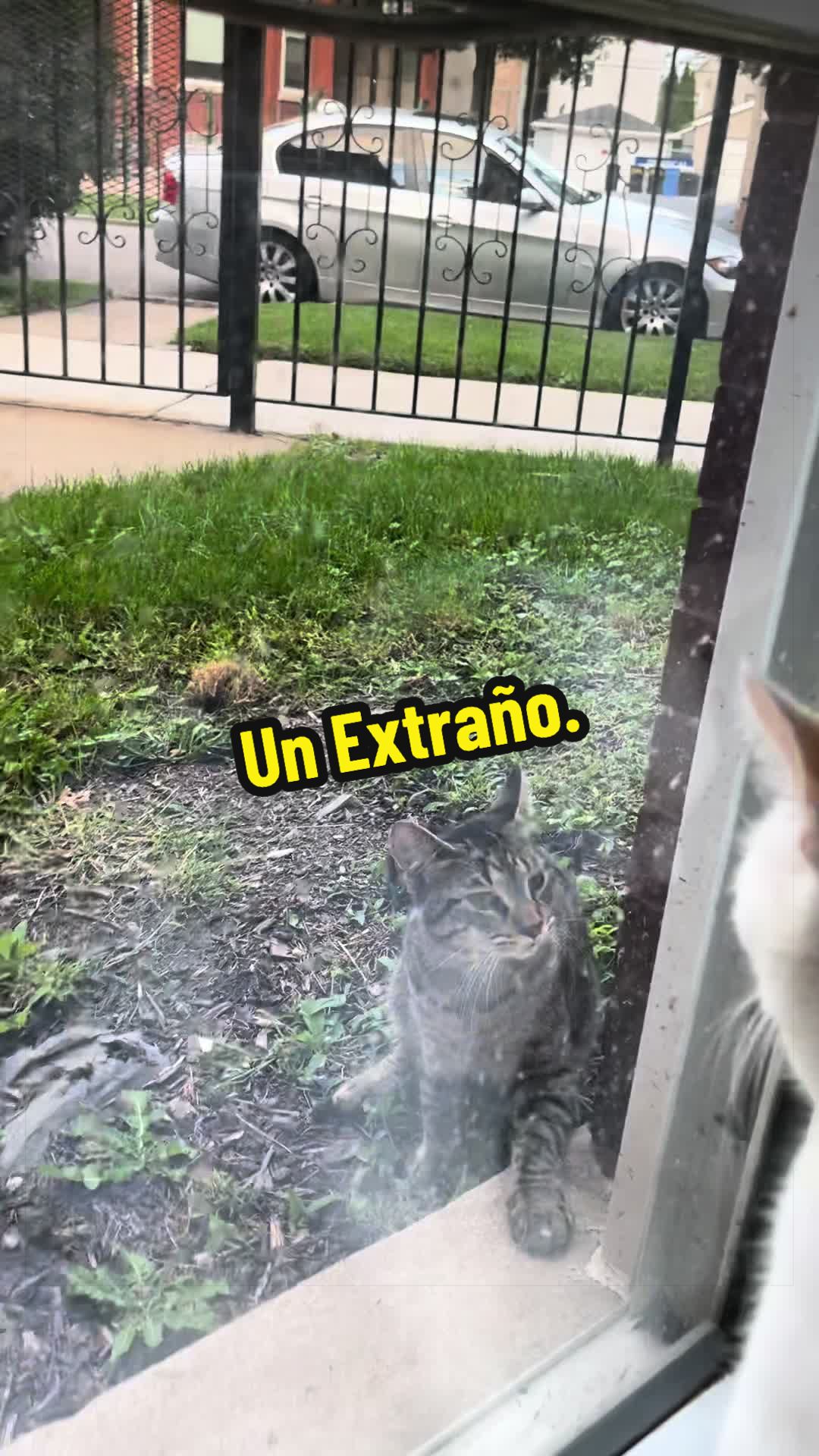 @🦖 MEOWassic CAT😺