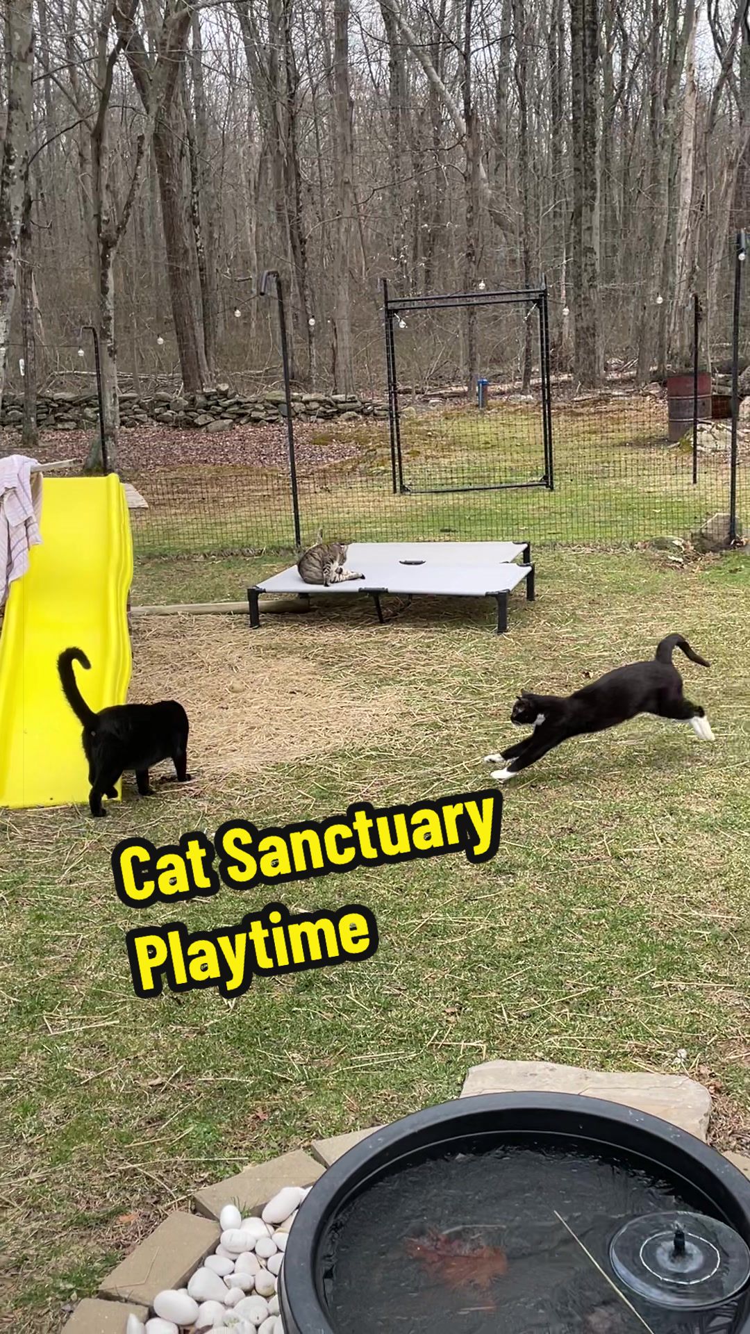 @Are We Home Yet? Cat Sanctuary