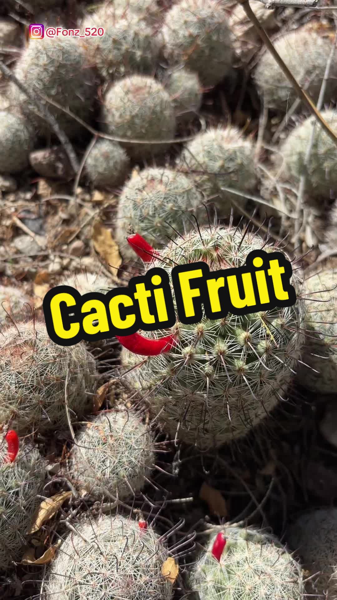 @Fonztradamus