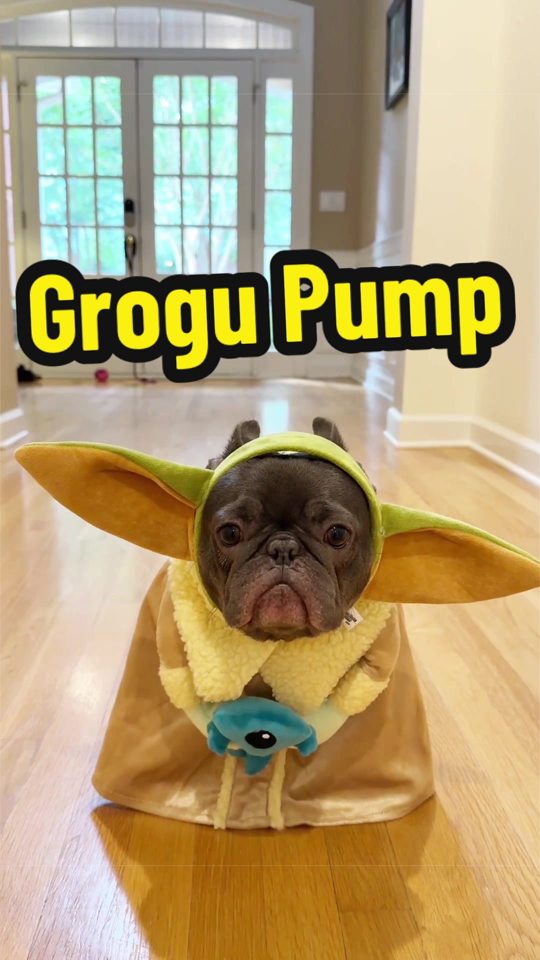 @Lazy Frenchie Daisy 💜
