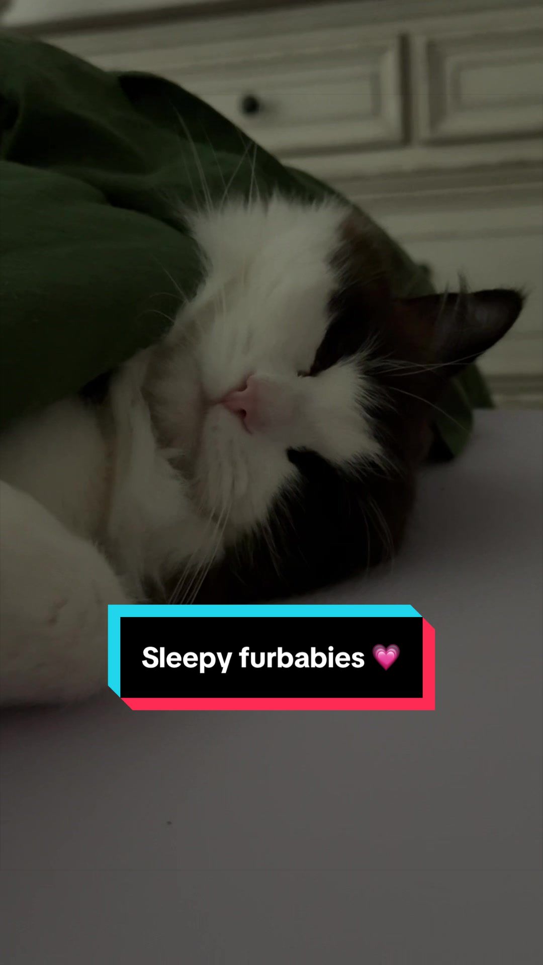 @Meredith Ragdoll Cat