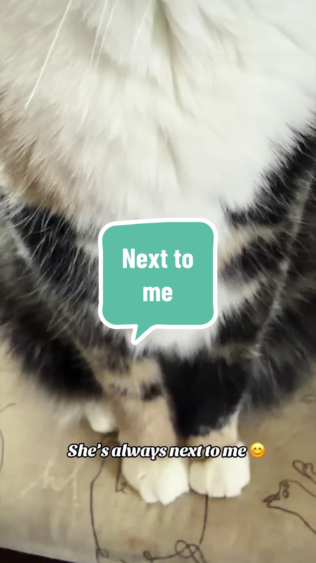 @SnickersTheSmilingCat