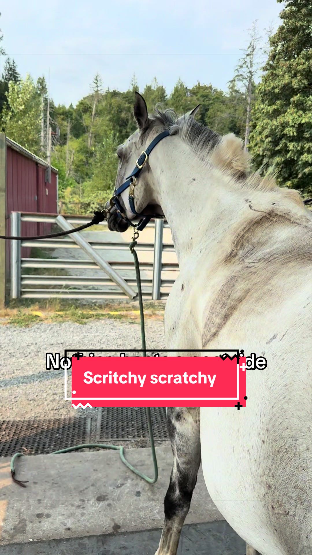 @BlueStarEquestrian