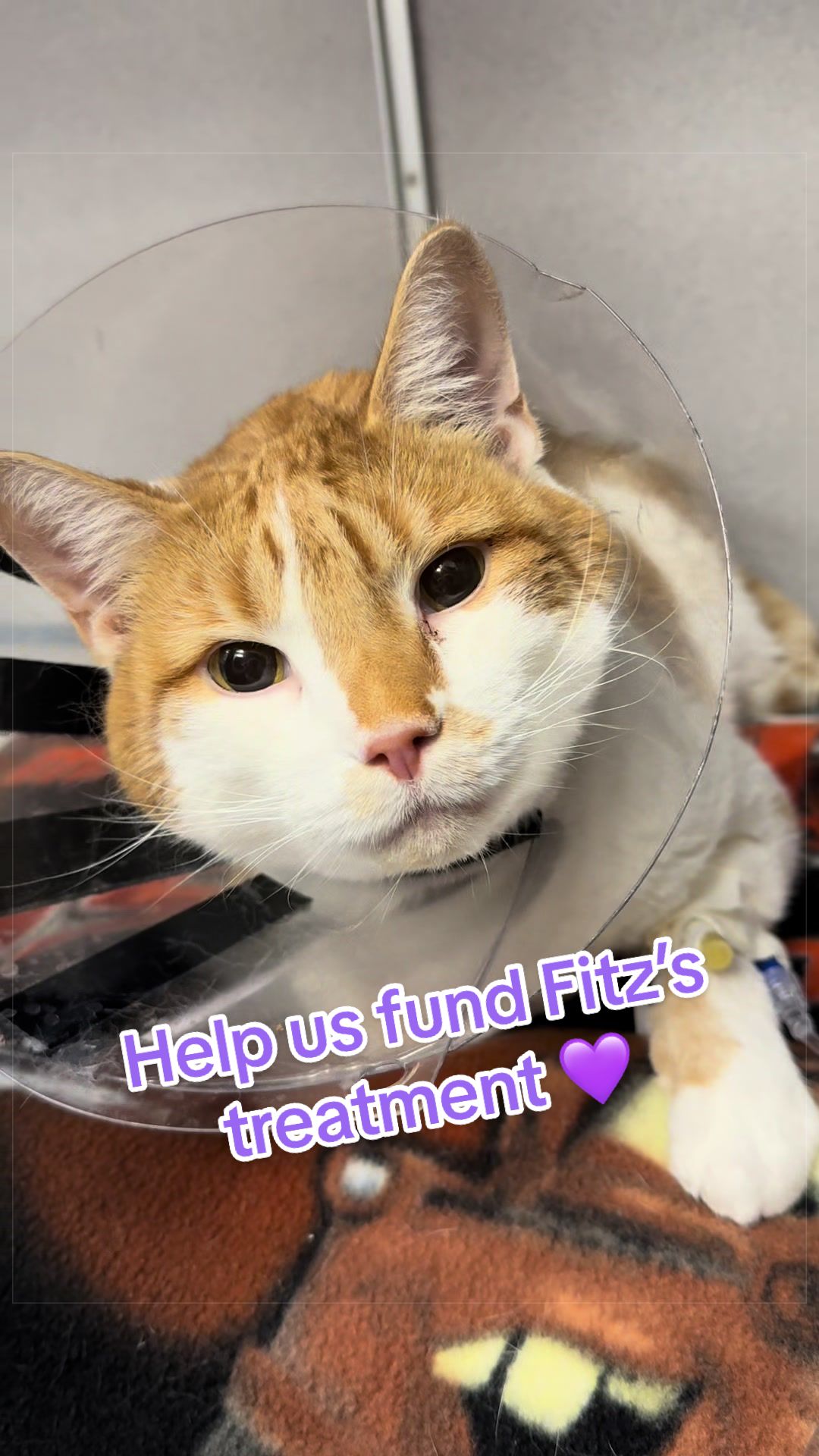 @Fancy Cats Rescue Team