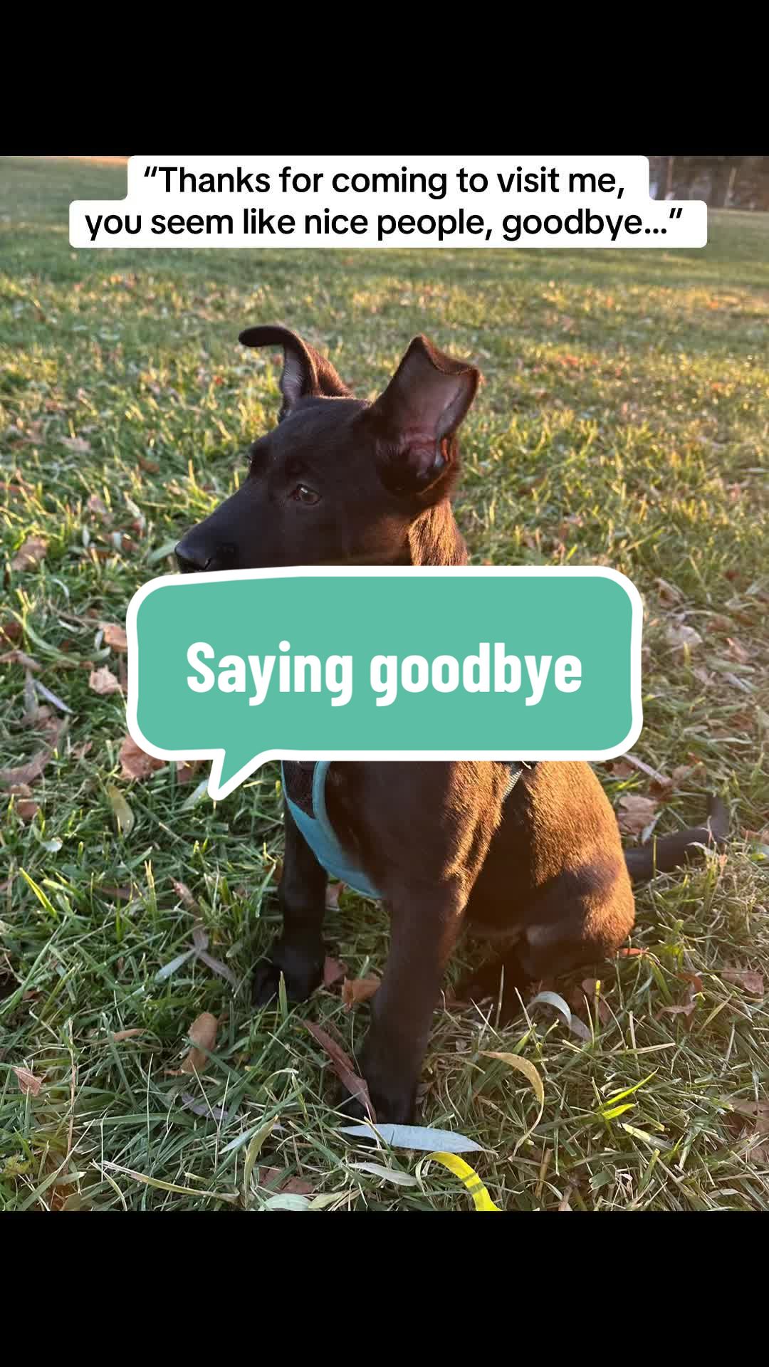 @Adopt me I am.cute