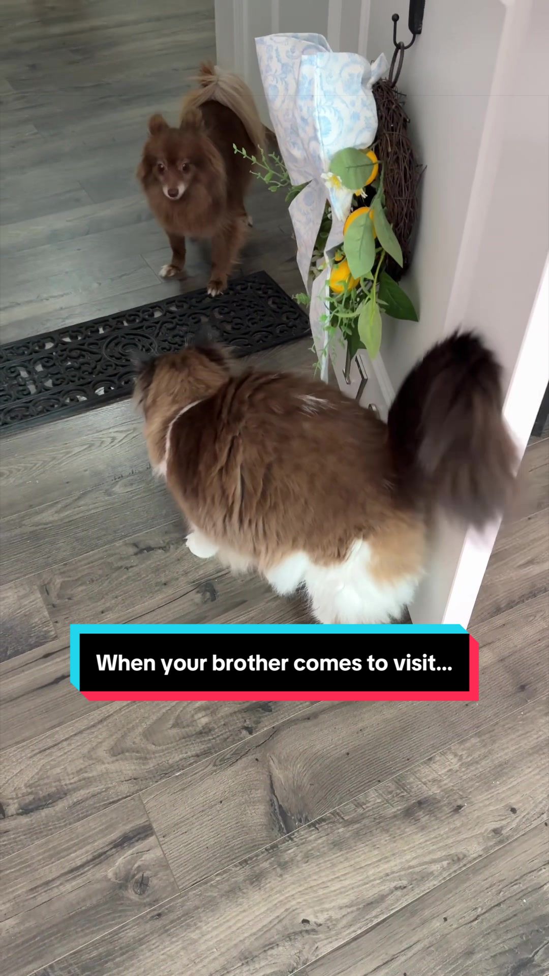 @Meredith Ragdoll Cat