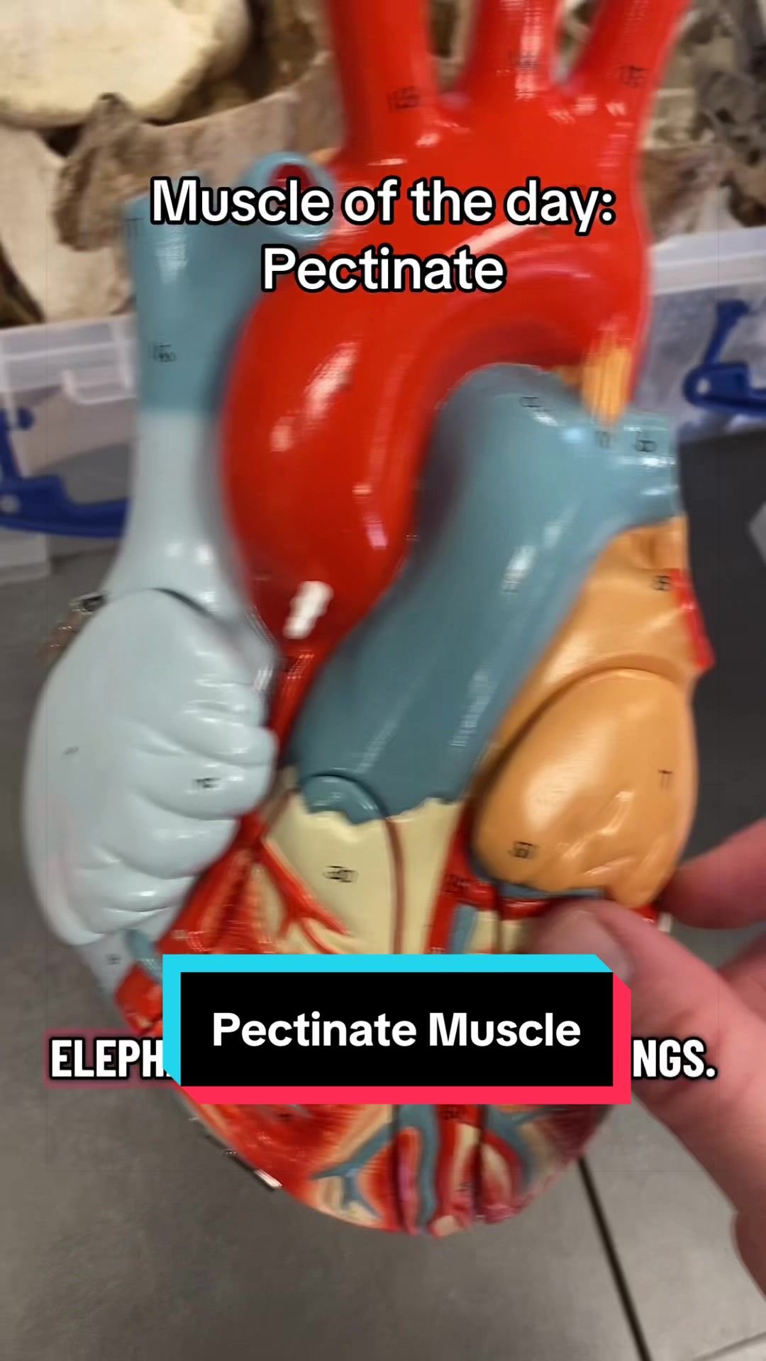 @musclesdaily