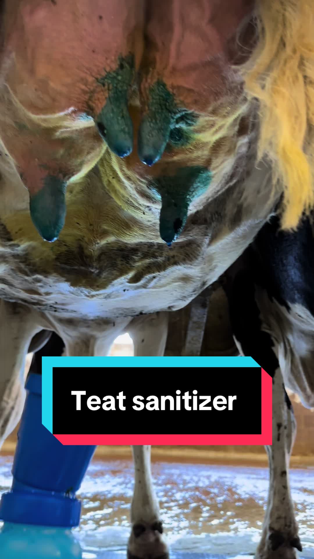 @Dairy Vet Dr. Michelle