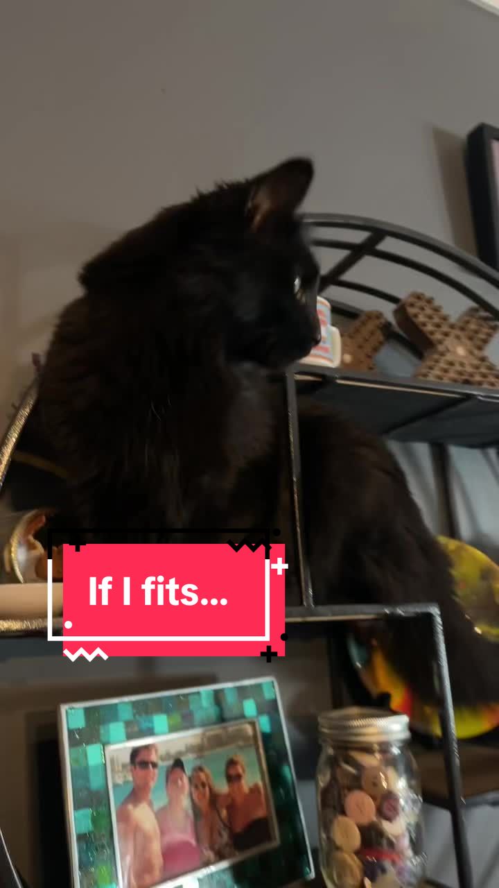 @three_meows_and_a_lady