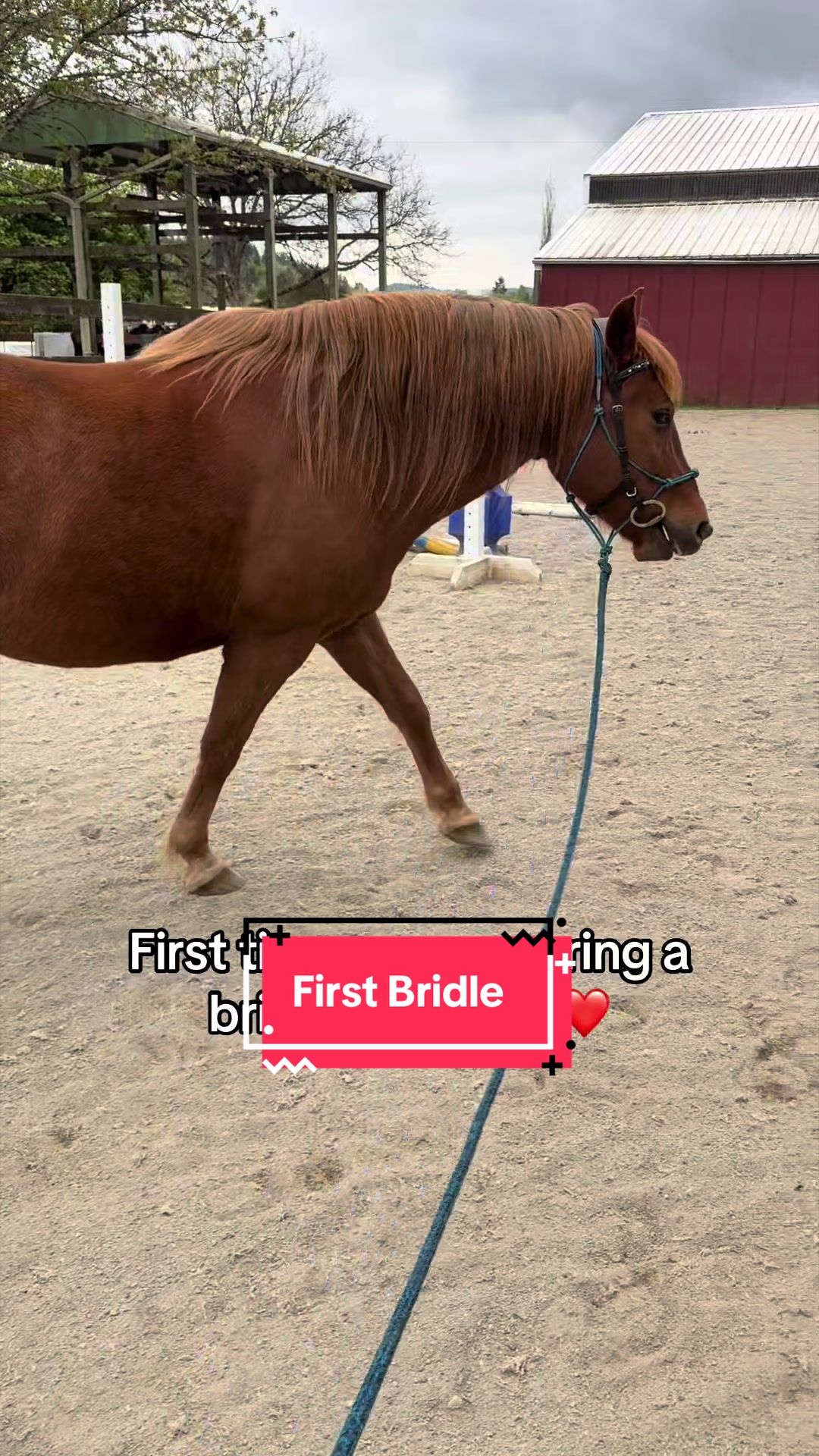 @BlueStarEquestrian