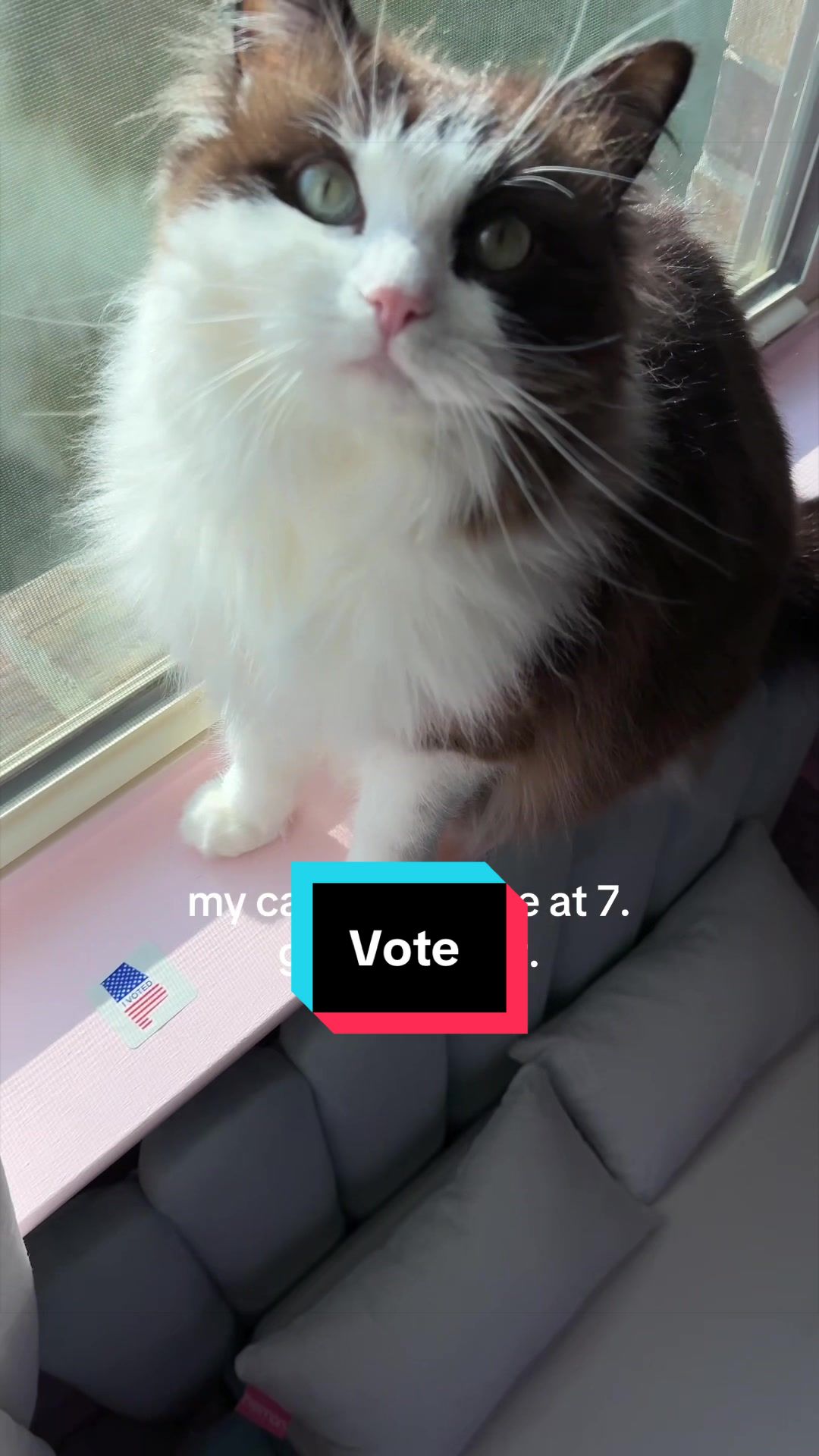 @Meredith Ragdoll Cat
